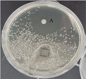 Nanomaterials 13 00844 i004