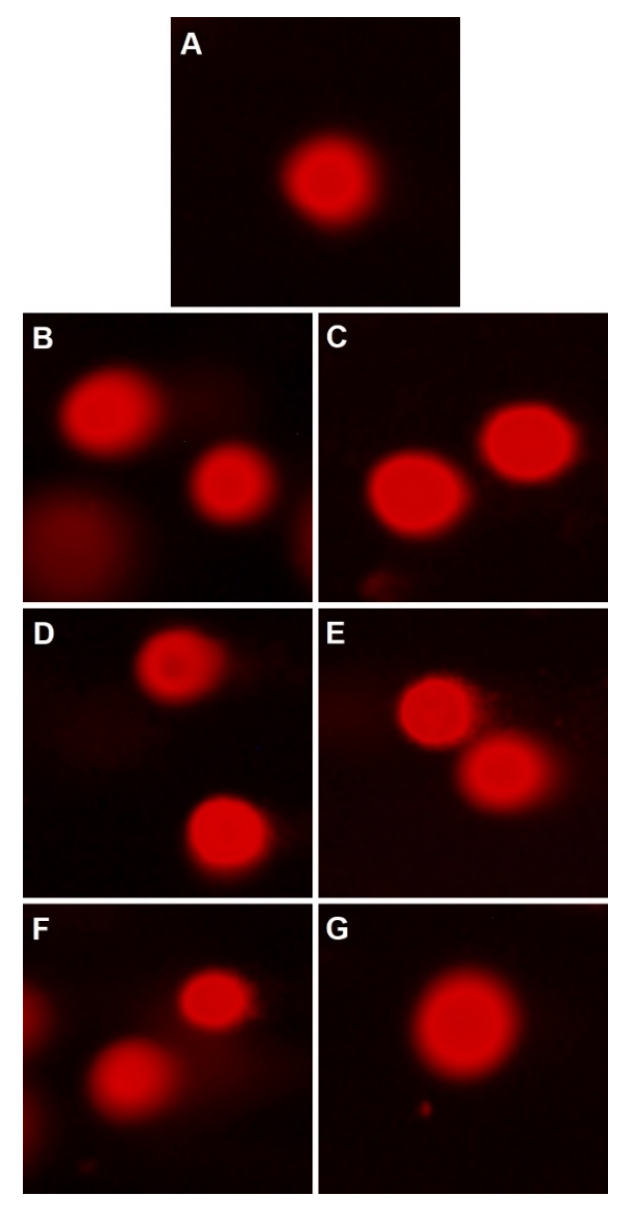 Nanomaterials 13 00870 g005 Nanomaterials 13 00870 g005