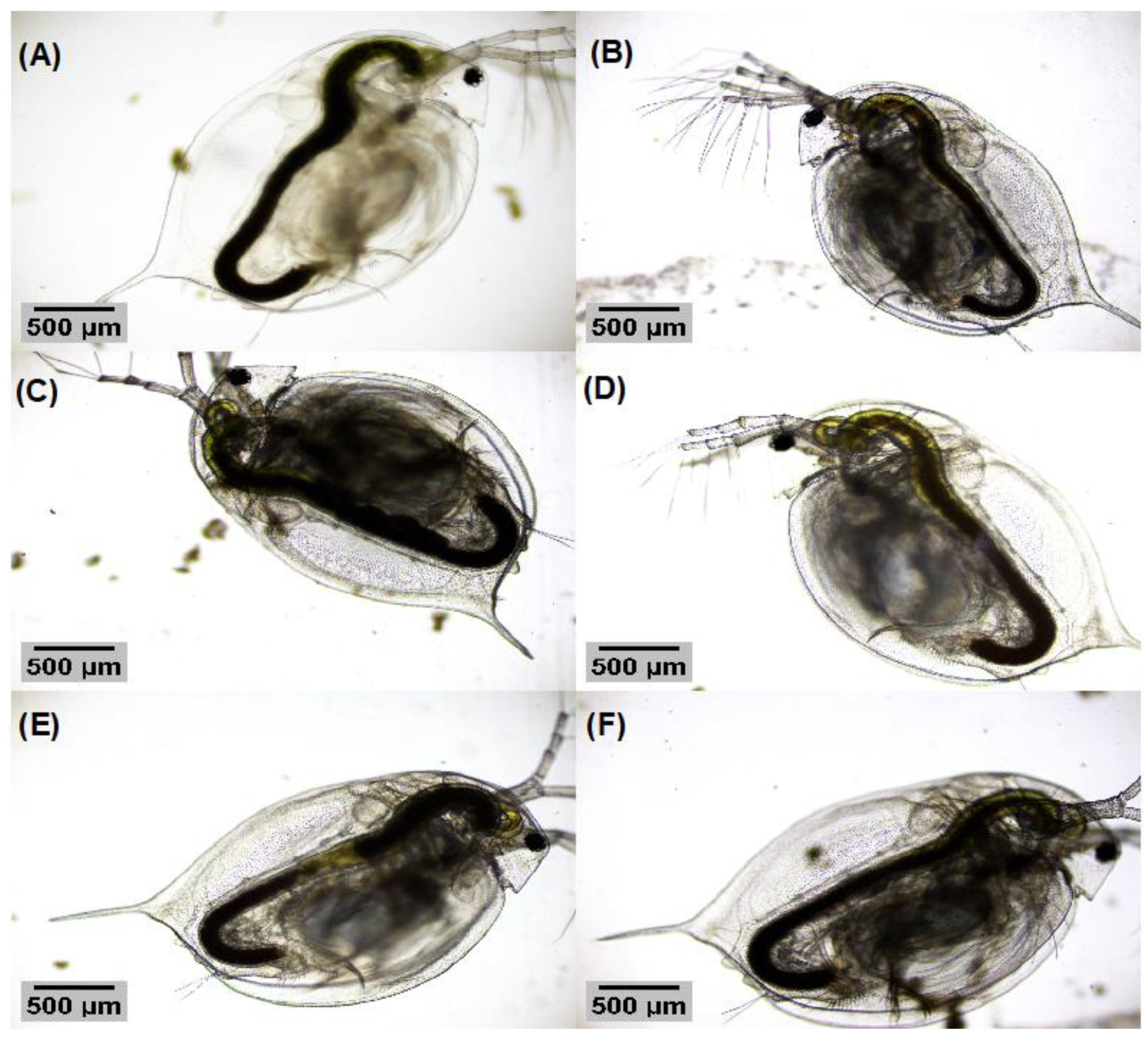 Nanomaterials 13 00927 g009