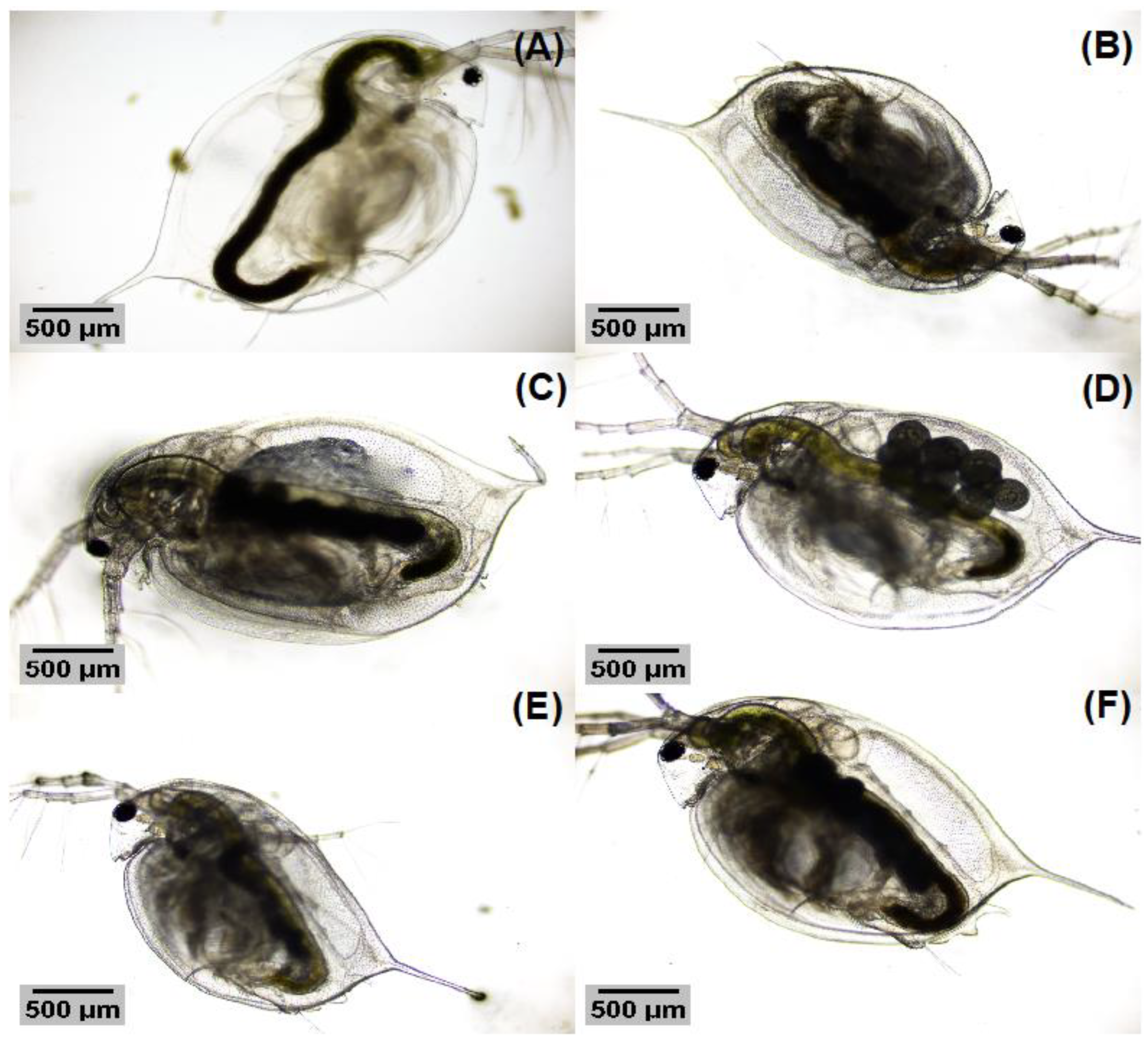 Nanomaterials 13 00927 g010