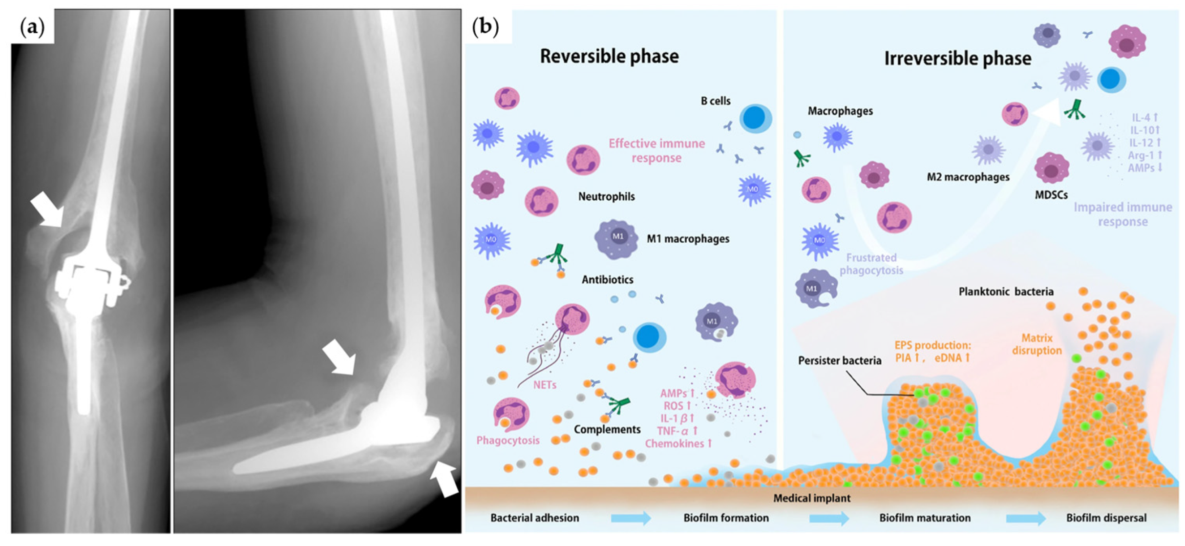 Nanomaterials 13 00982 g008