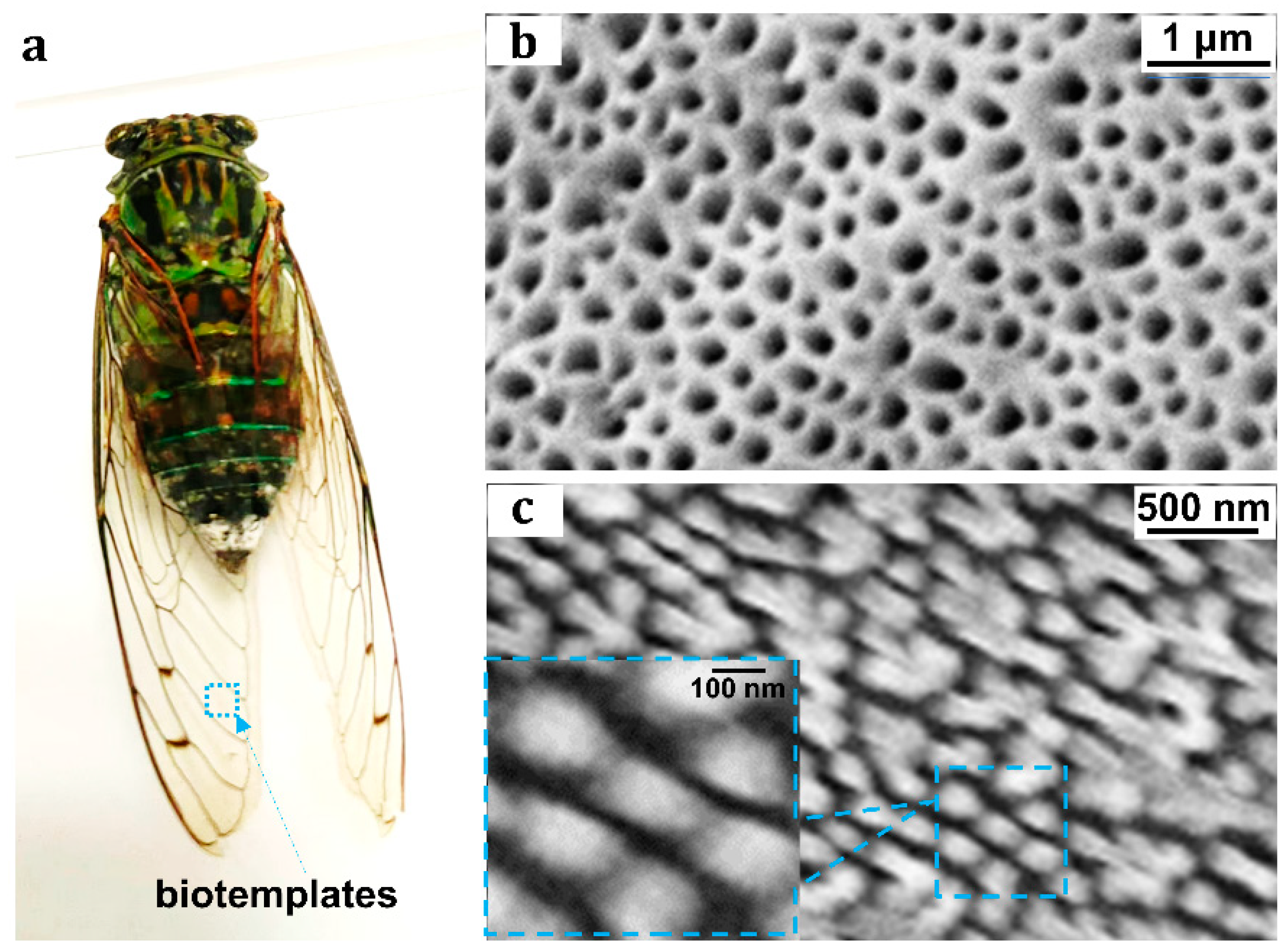 Nanomaterials 13 01237 g003