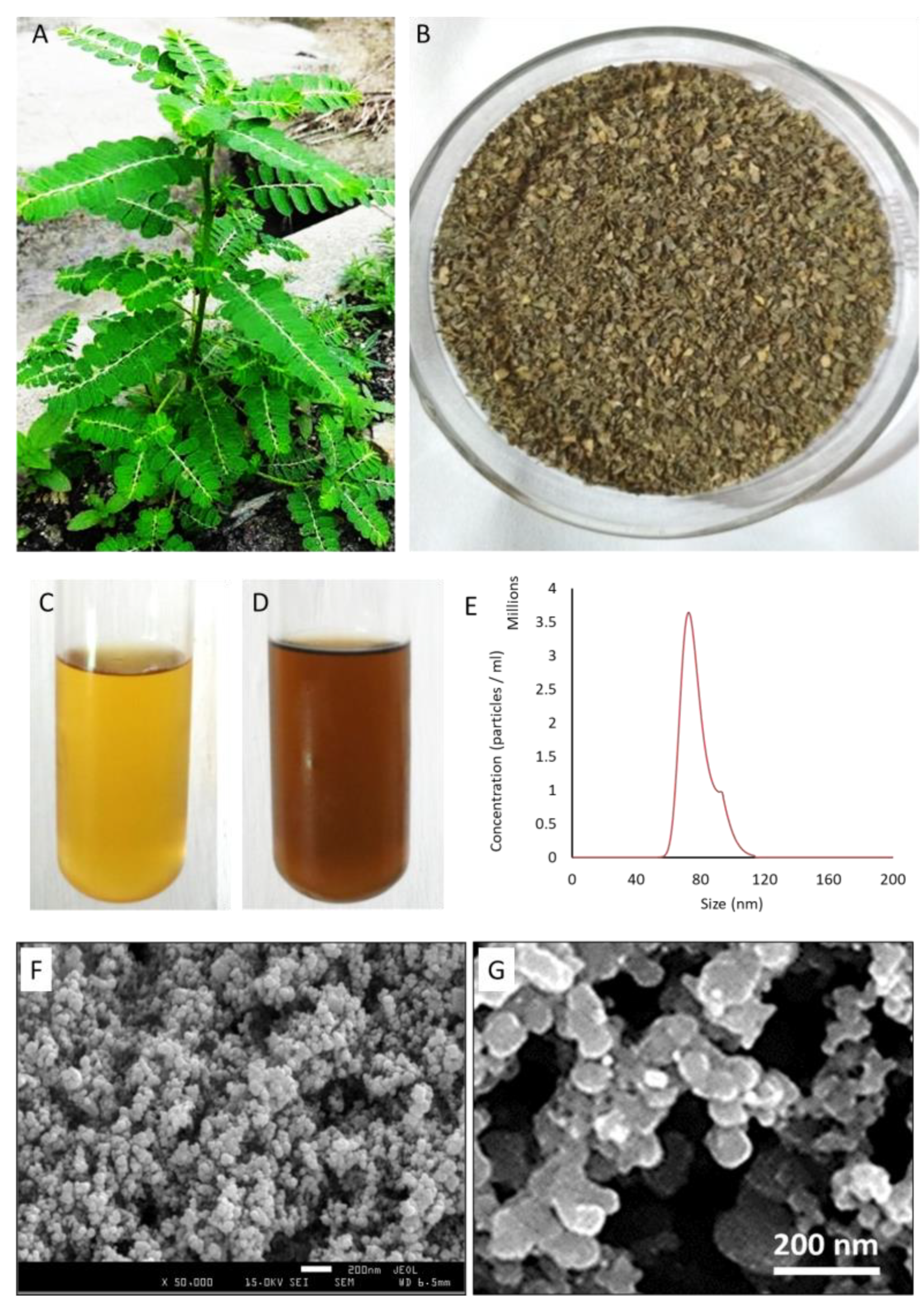 Nanomaterials 13 01306 g001
