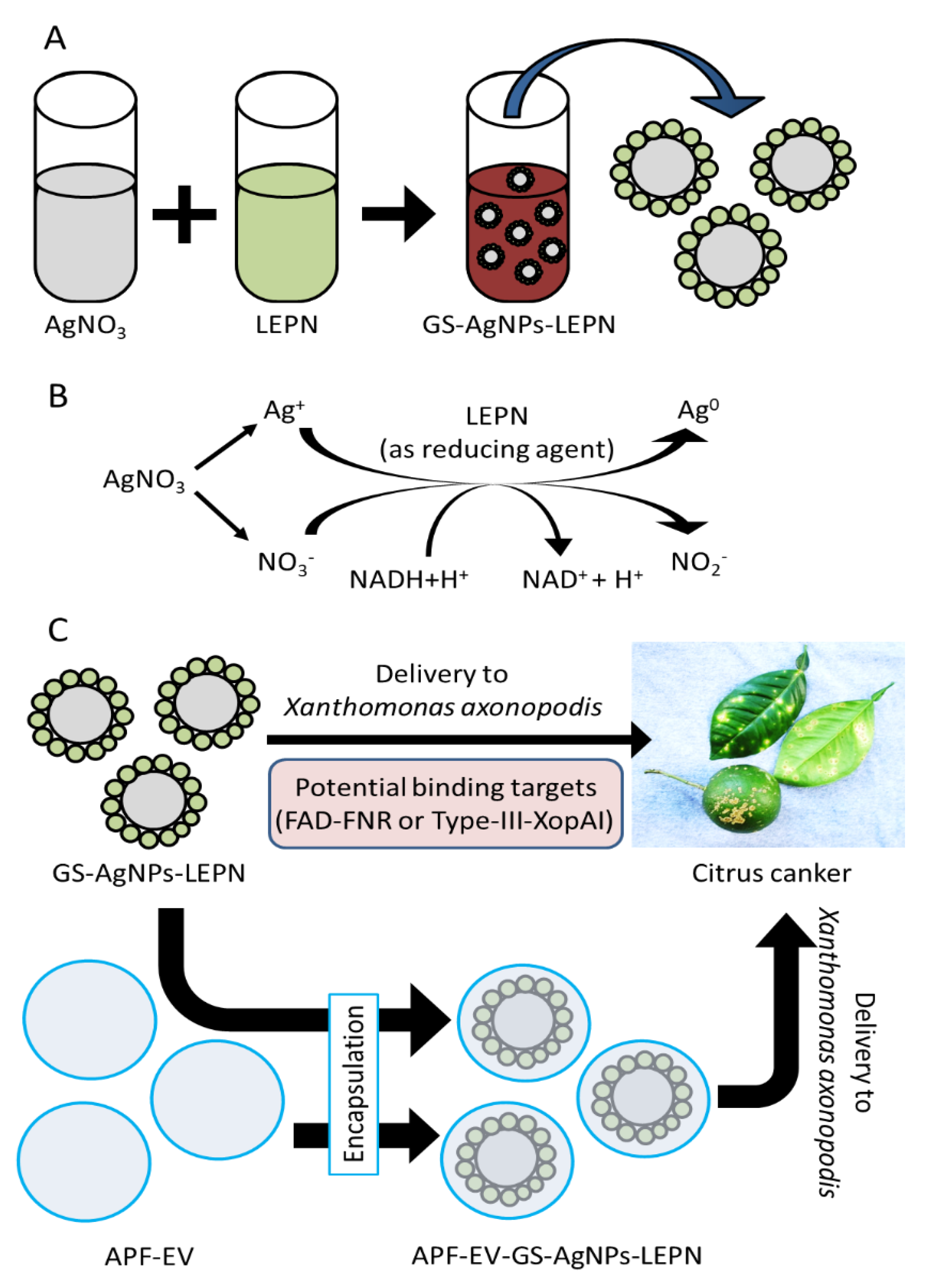 Nanomaterials 13 01306 sch001