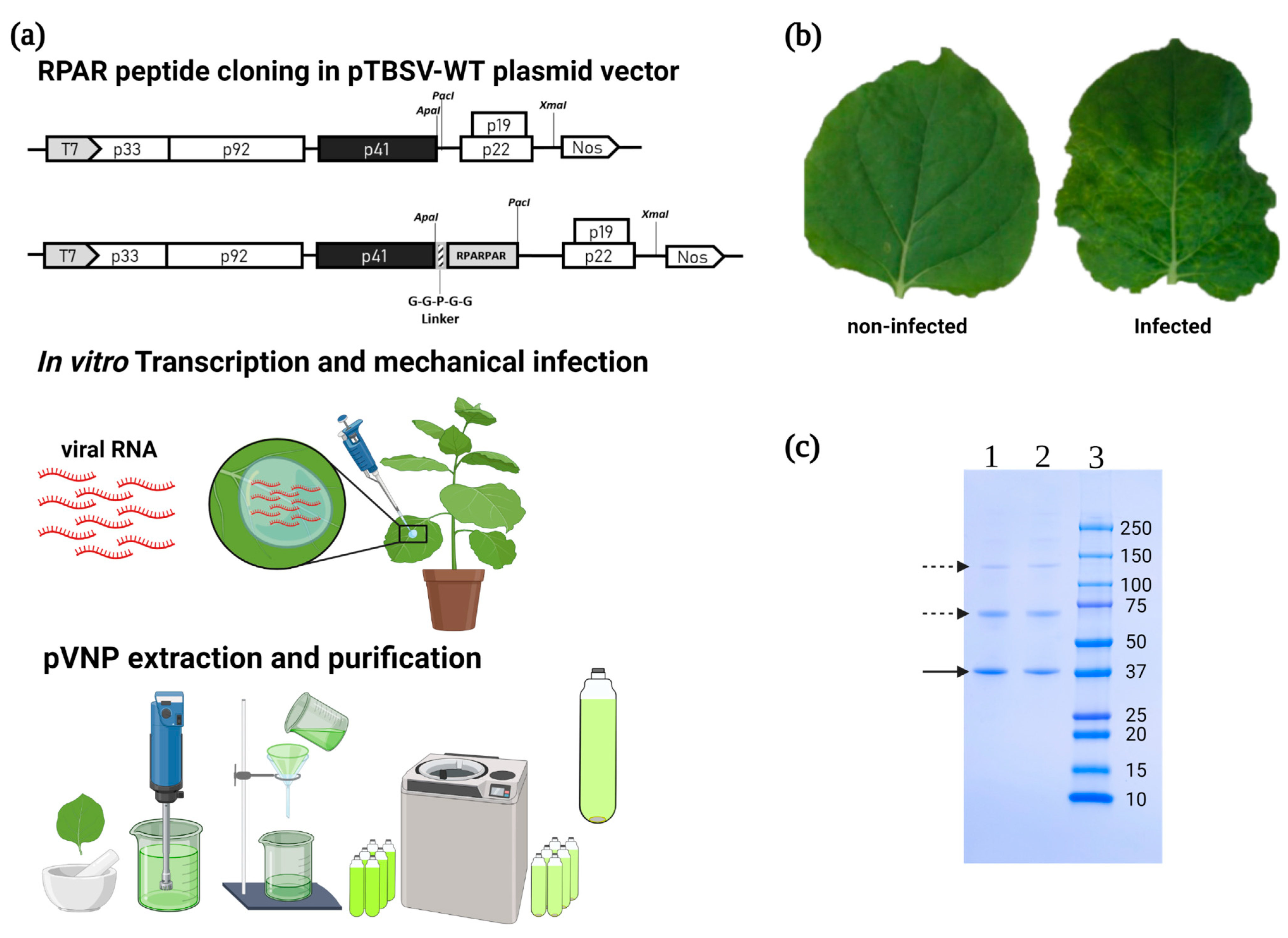 Nanomaterials 13 01428 g001