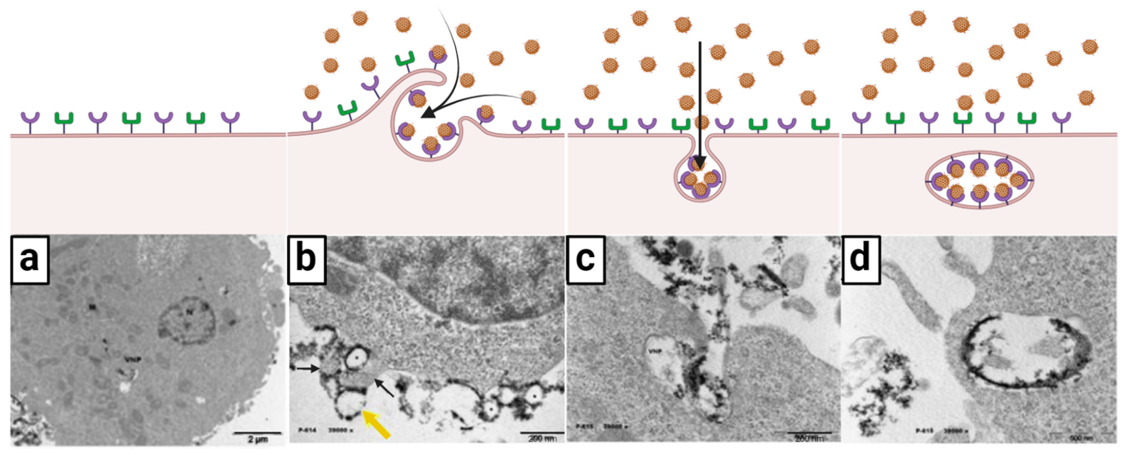 Nanomaterials 13 01541 g002 Nanomaterials 13 01541 g002