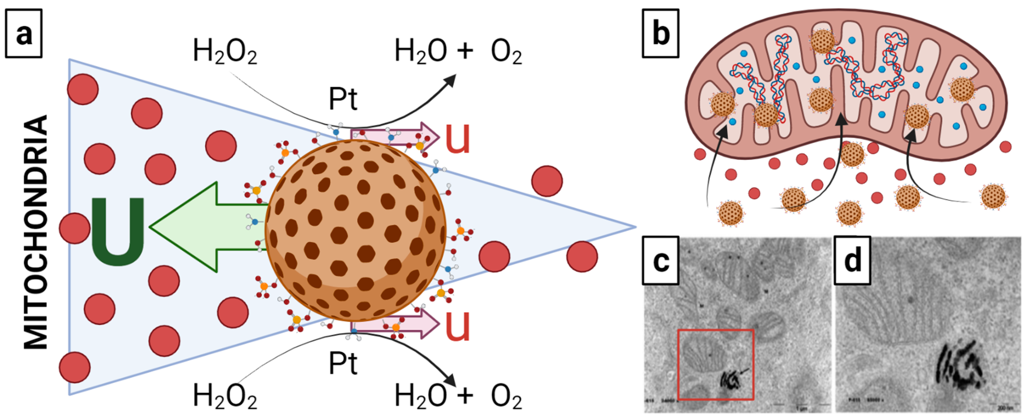 Nanomaterials 13 01541 g004 Nanomaterials 13 01541 g004
