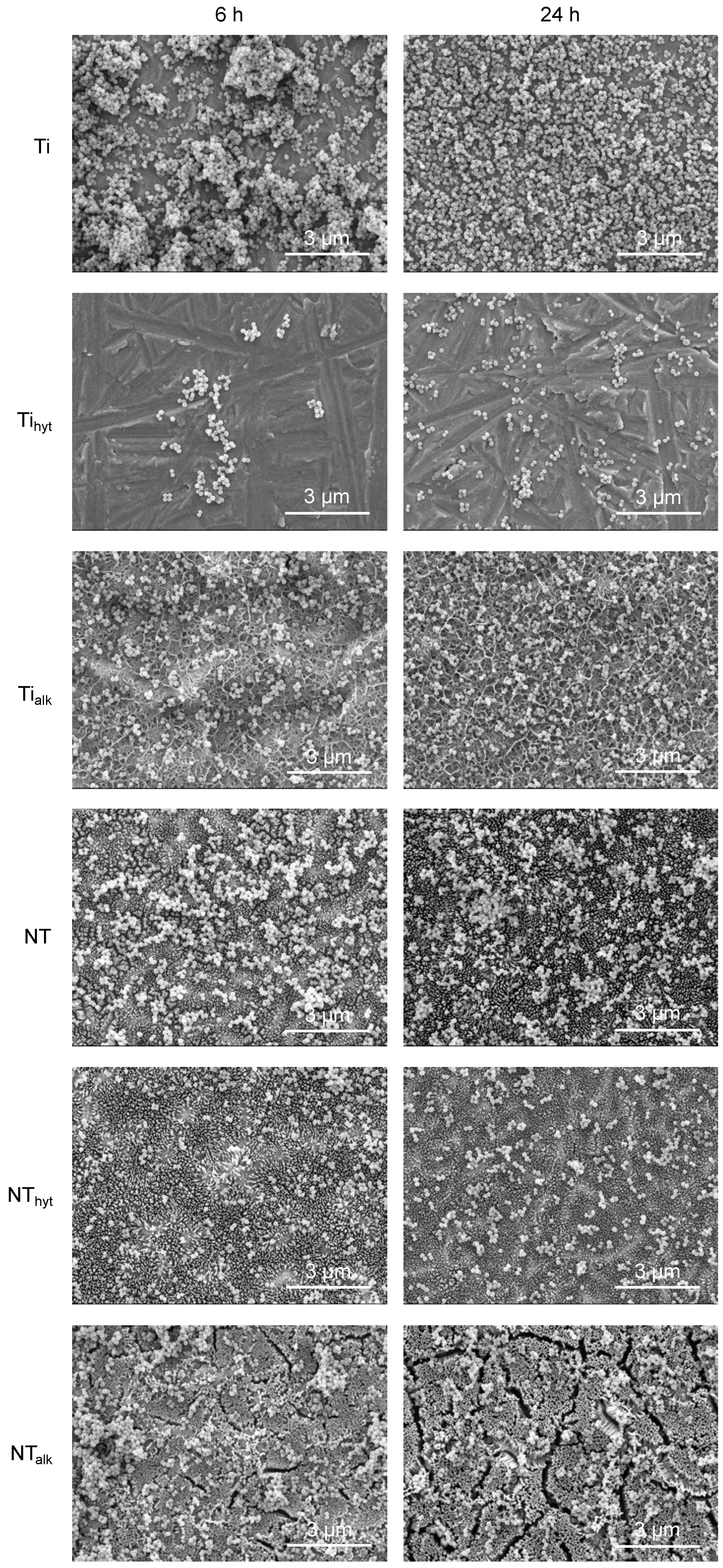 Nanomaterials 13 01606 g010