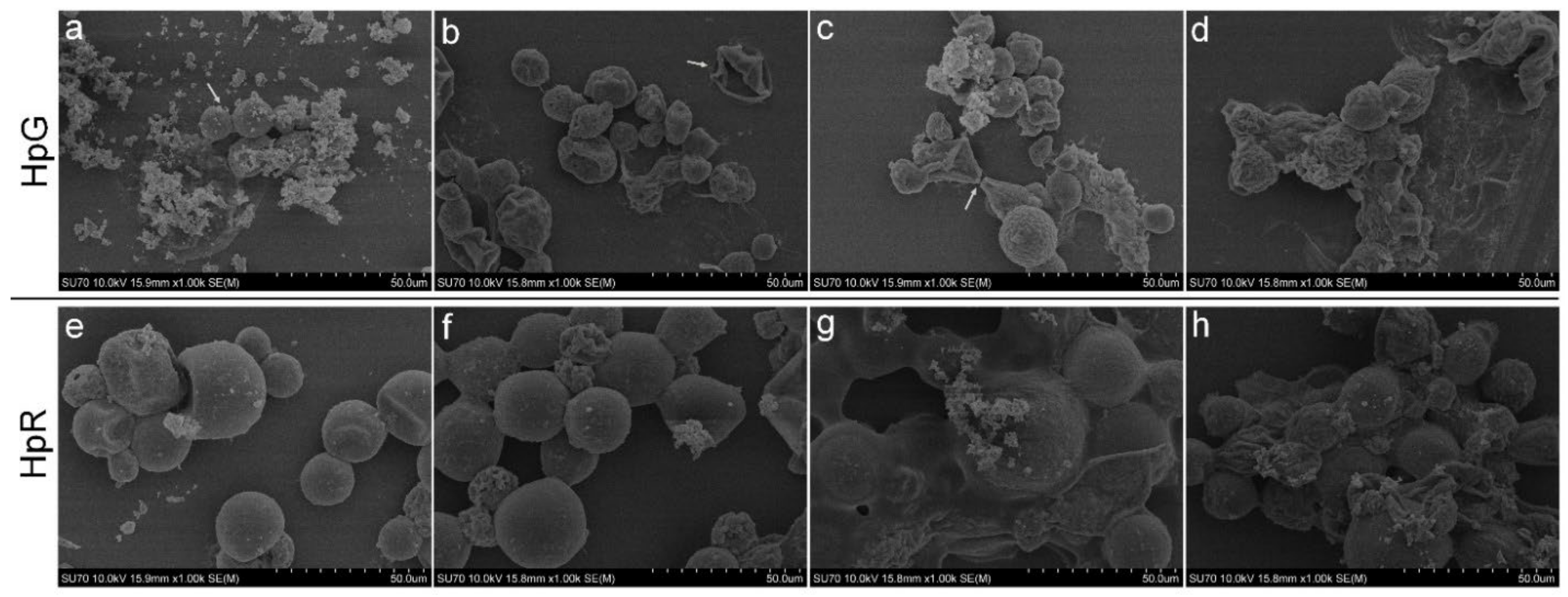 Nanomaterials 13 01618 g005 Nanomaterials 13 01618 g005