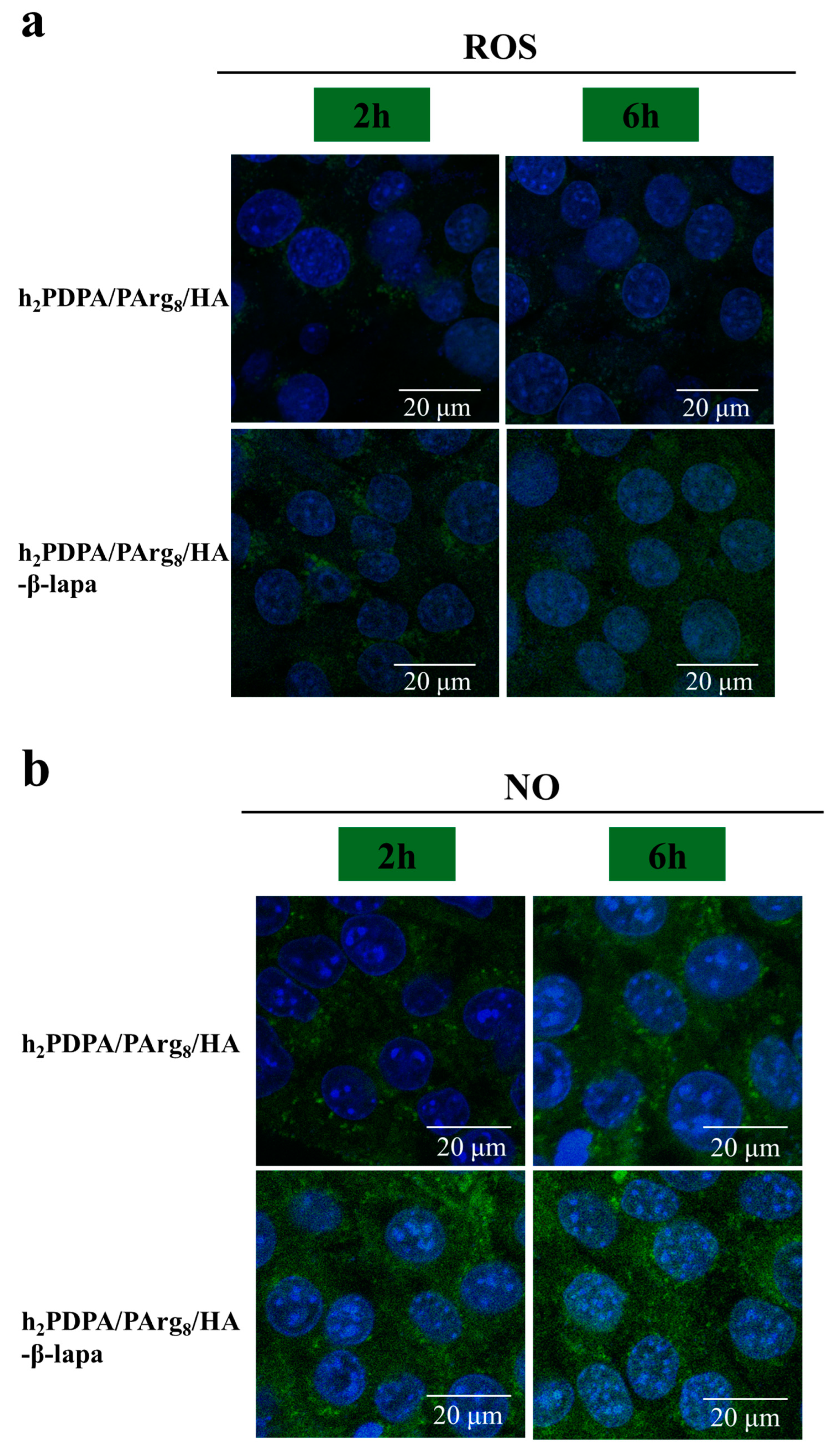 Nanomaterials 13 01725 g007a