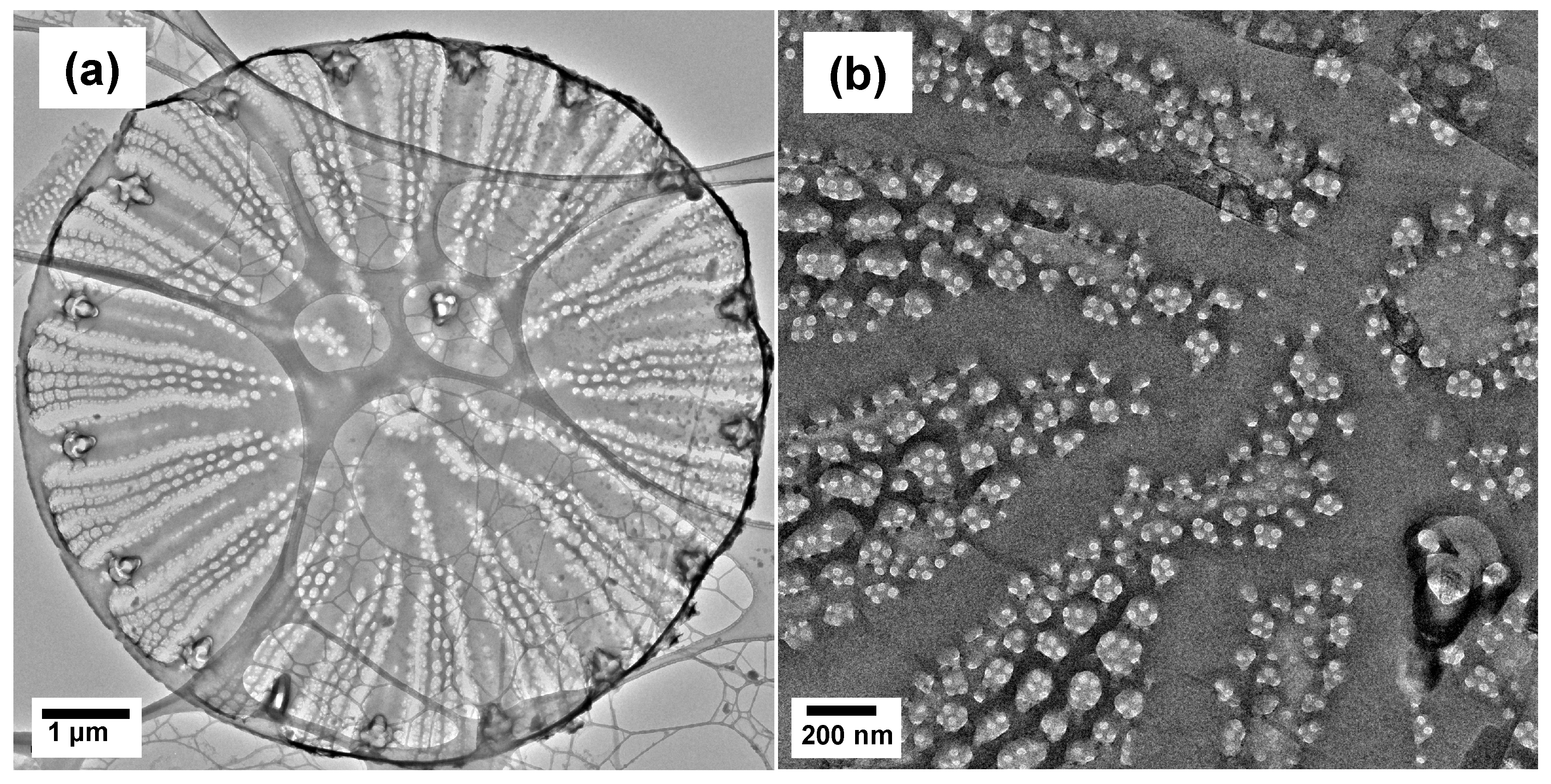 Nanomaterials 13 01950 g003a Nanomaterials 13 01950 g003a