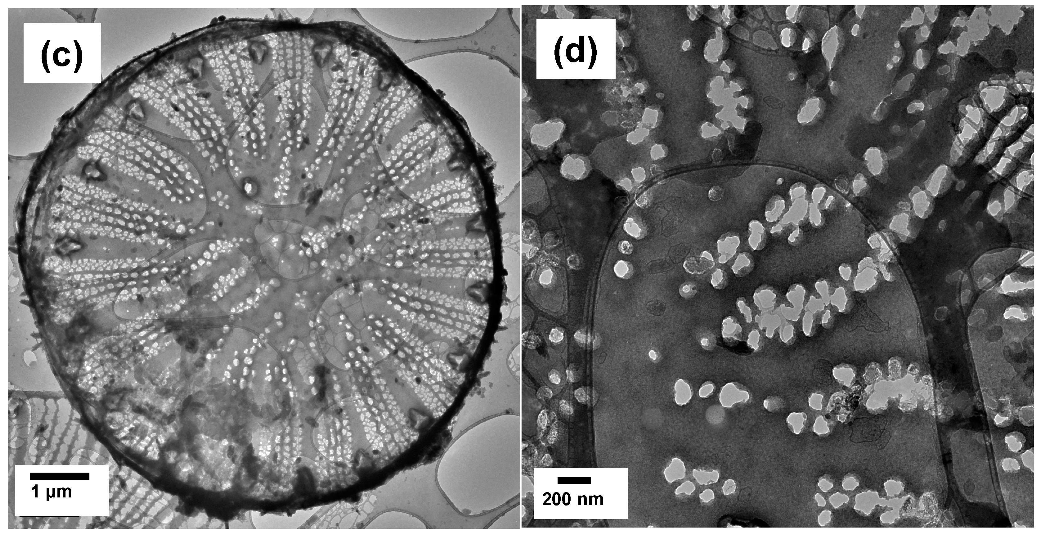 Nanomaterials 13 01950 g003b Nanomaterials 13 01950 g003b