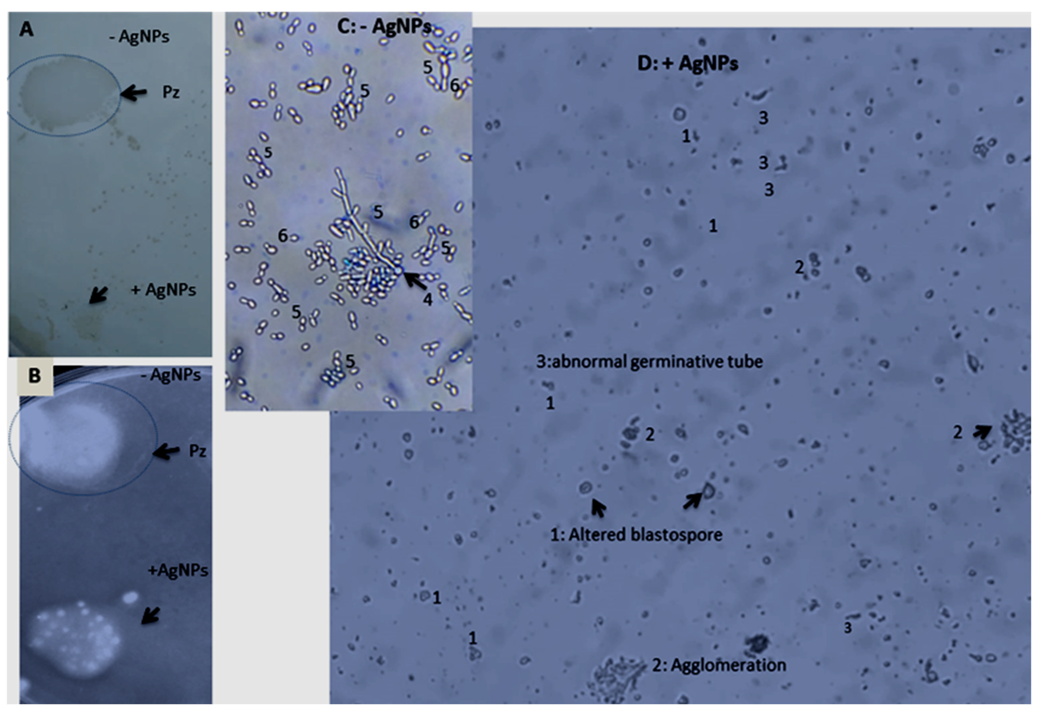 Nanomaterials 13 01964 g010 Nanomaterials 13 01964 g010