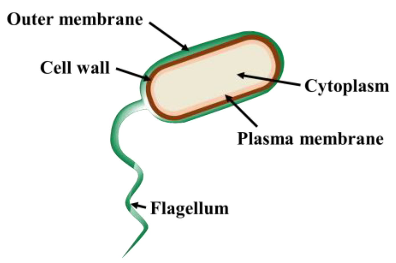 Nanomaterials 13 02068 g001