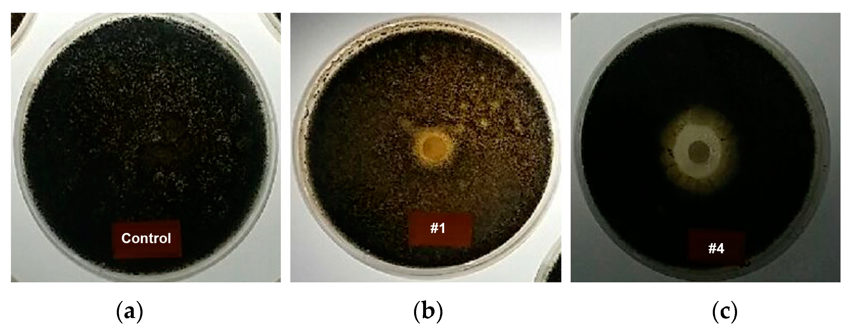 Nanomaterials 13 02071 g010 Nanomaterials 13 02071 g010