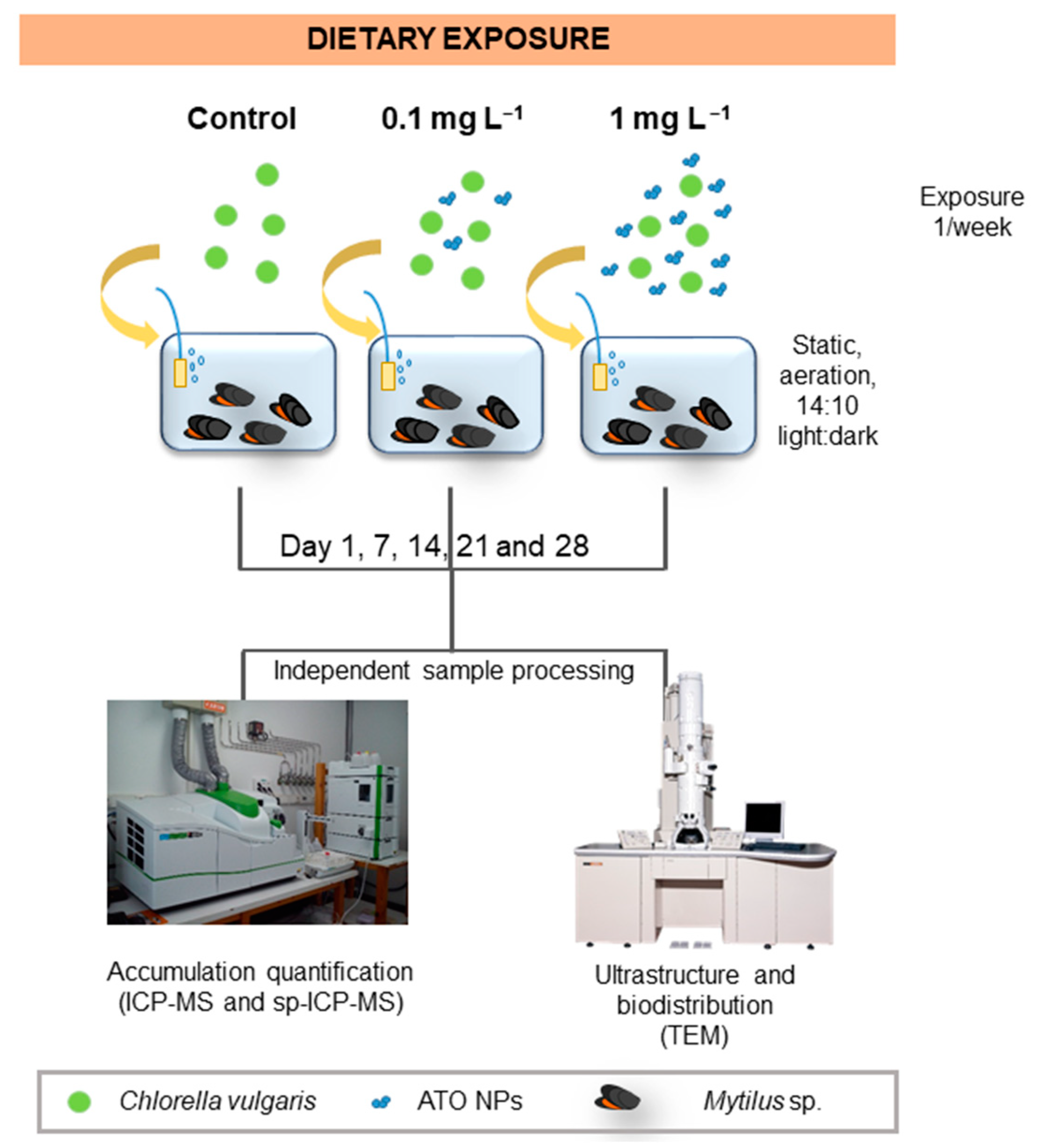 Nanomaterials 13 02112 sch001 Nanomaterials 13 02112 sch001