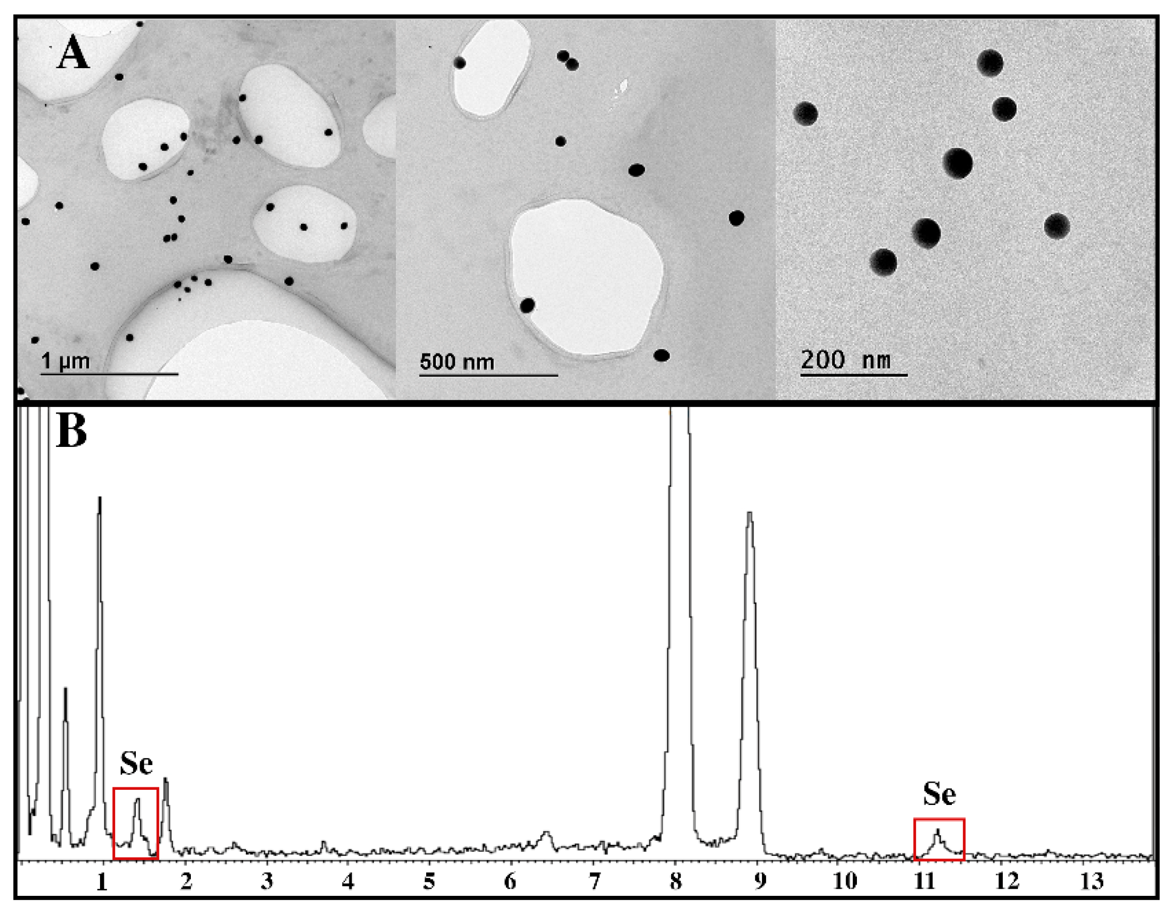 Nanomaterials 13 02204 g001