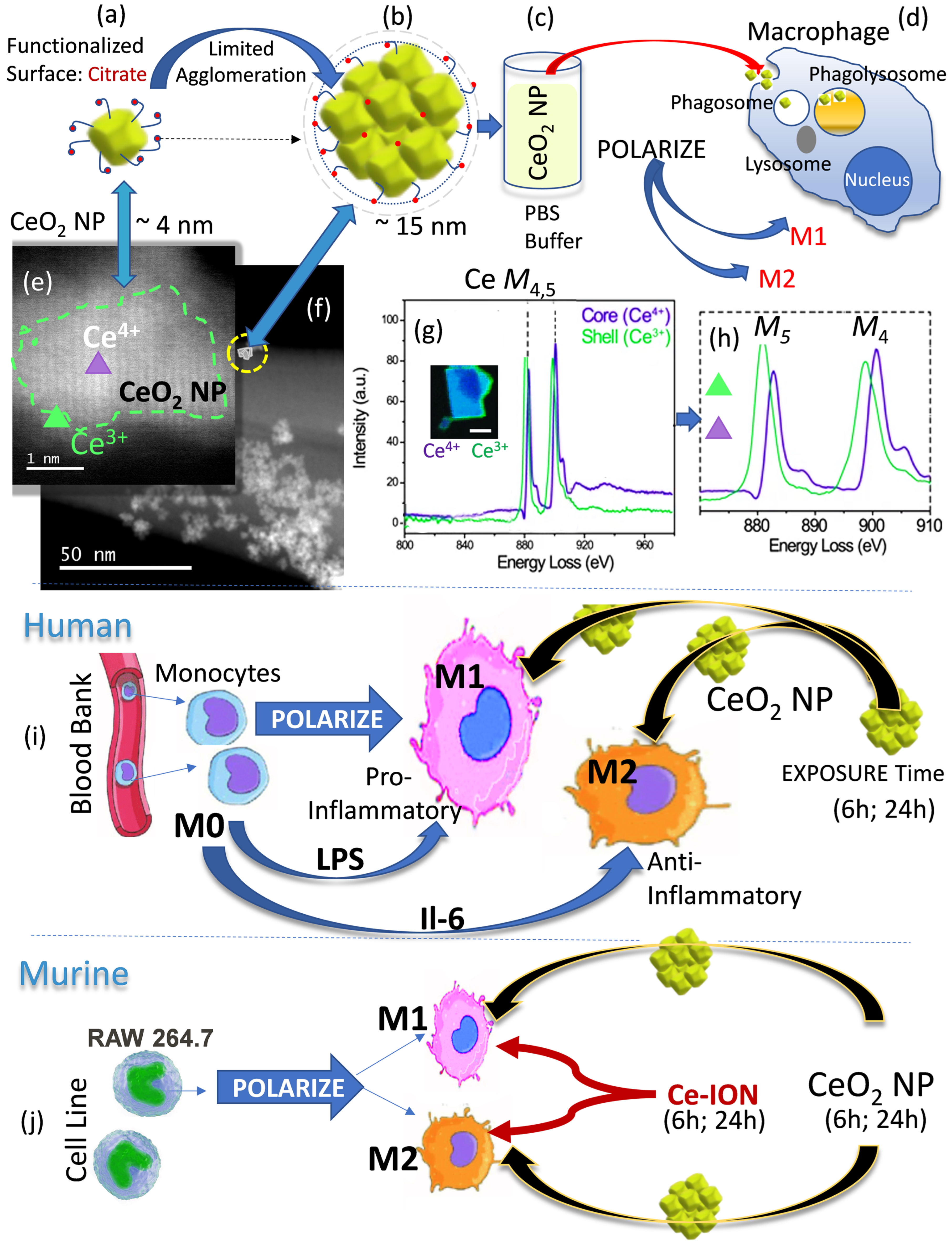 Nanomaterials 13 02298 g001