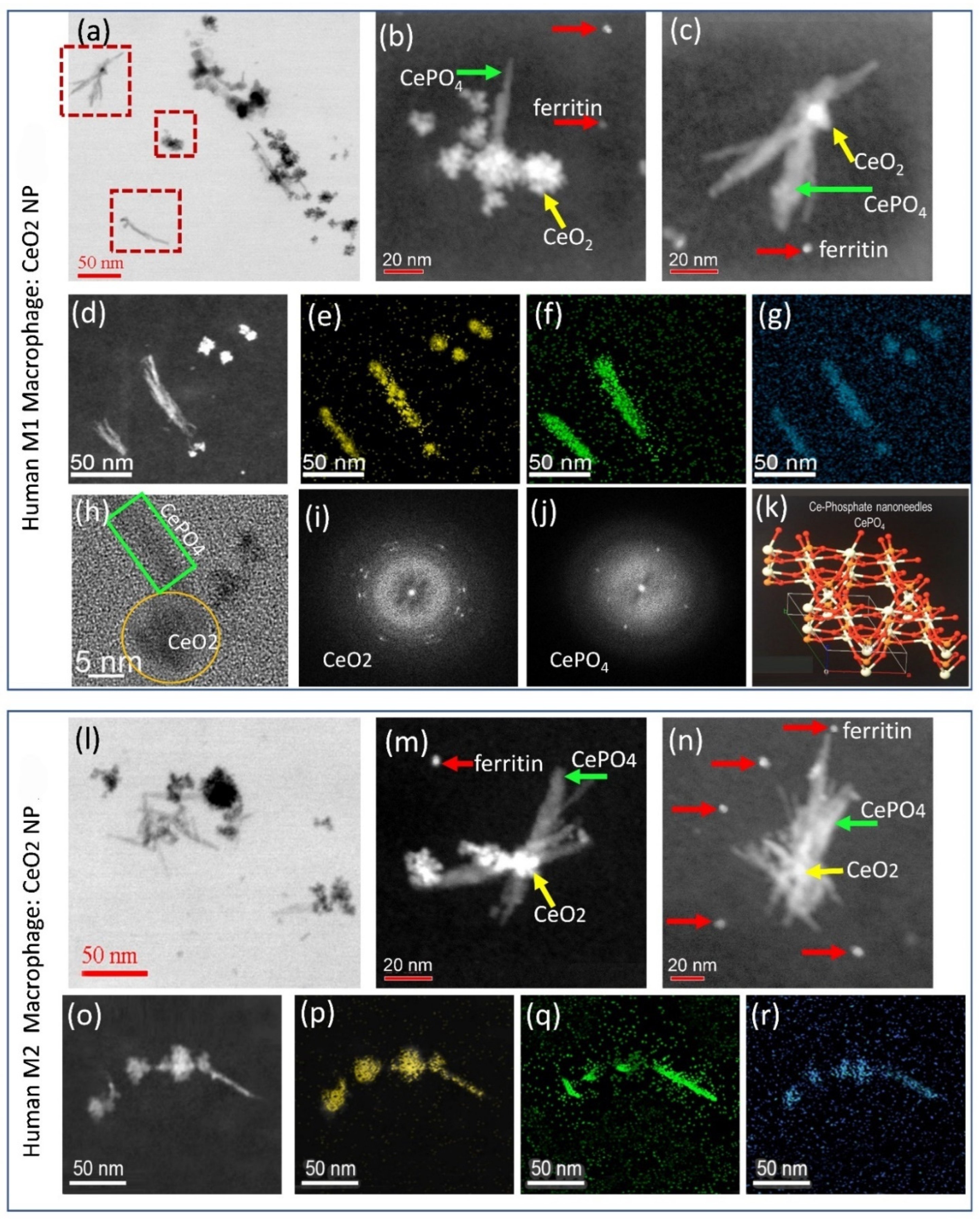 Nanomaterials 13 02298 g003