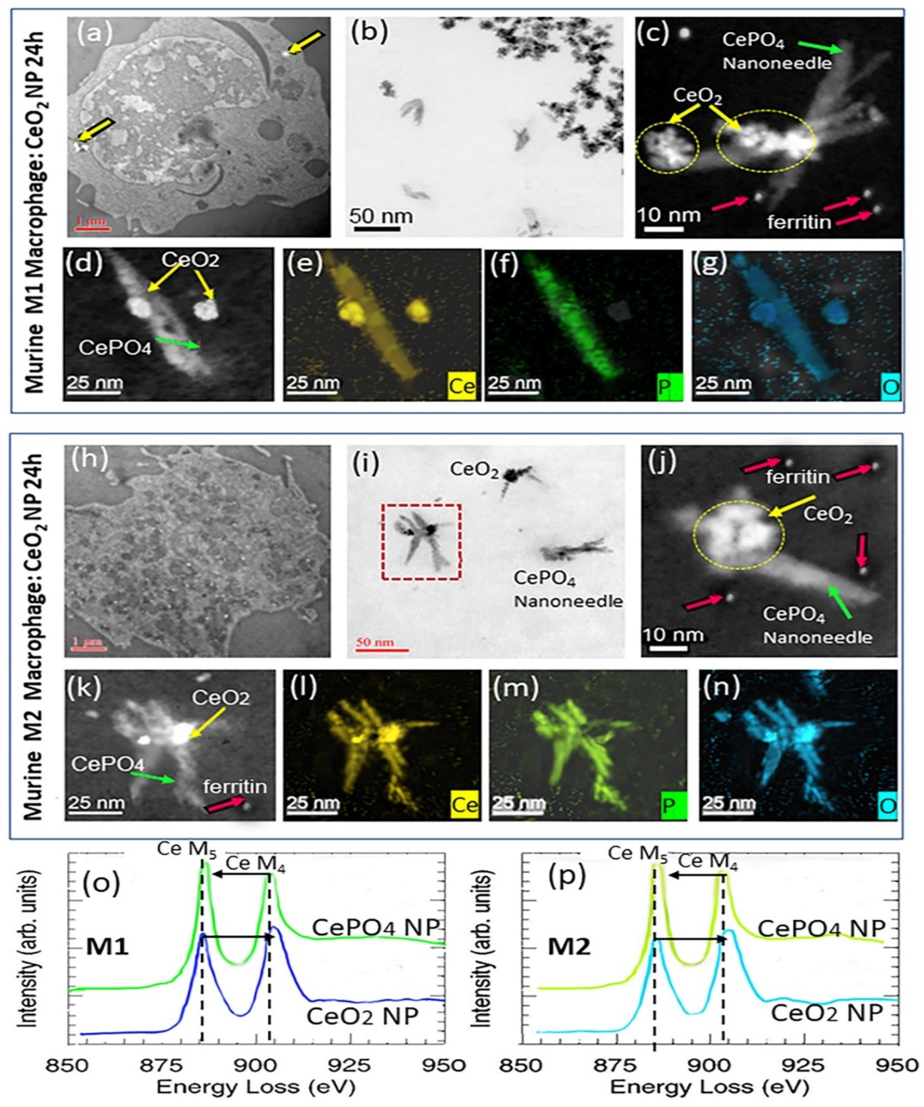 Nanomaterials 13 02298 g004