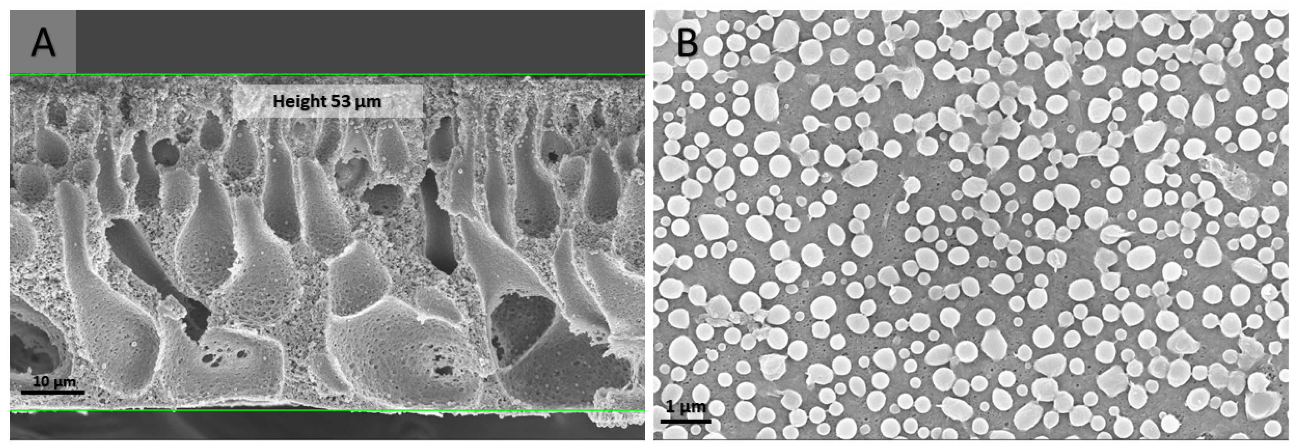 Nanomaterials 13 02498 g008