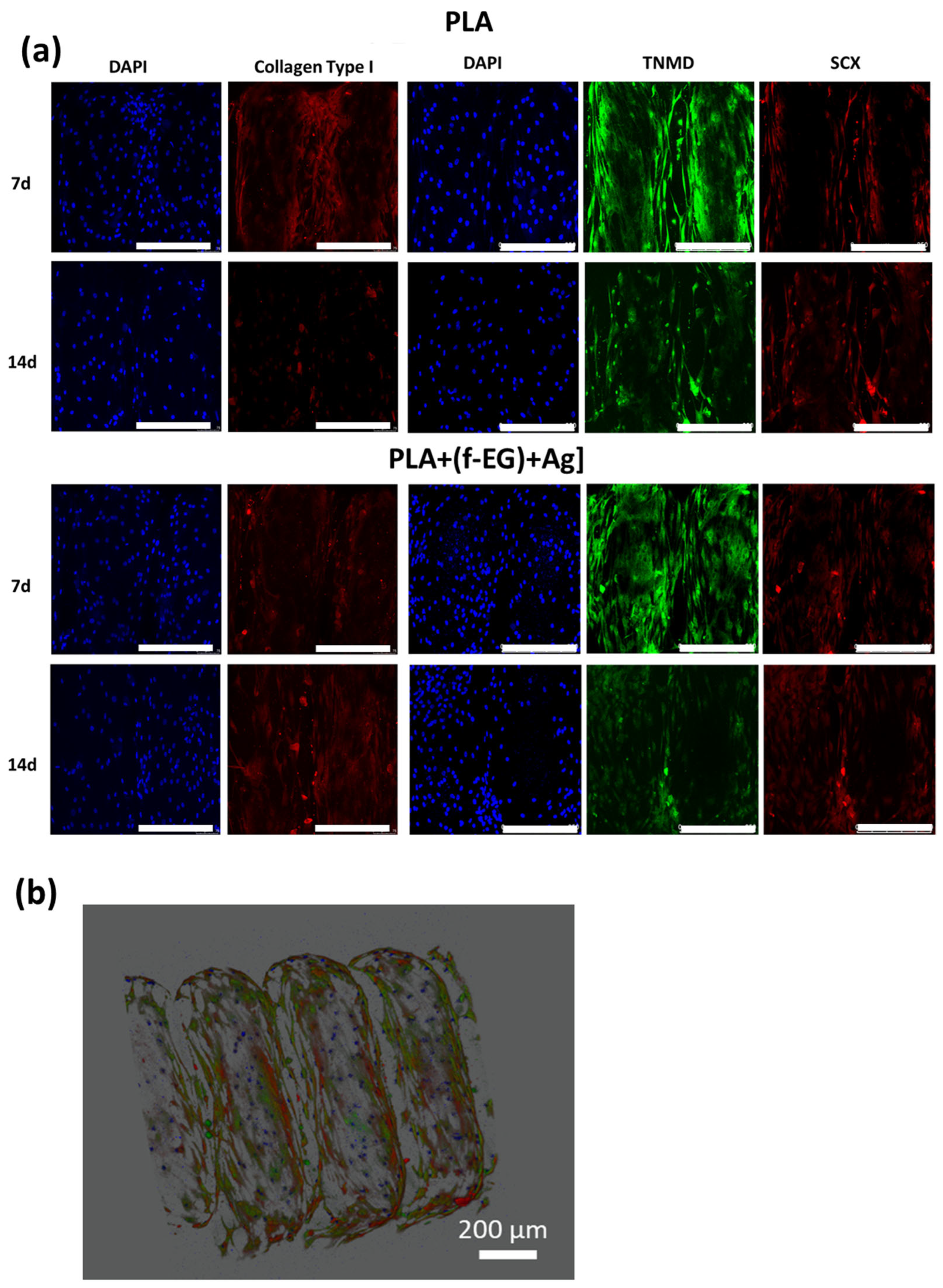 Nanomaterials 13 02518 g010