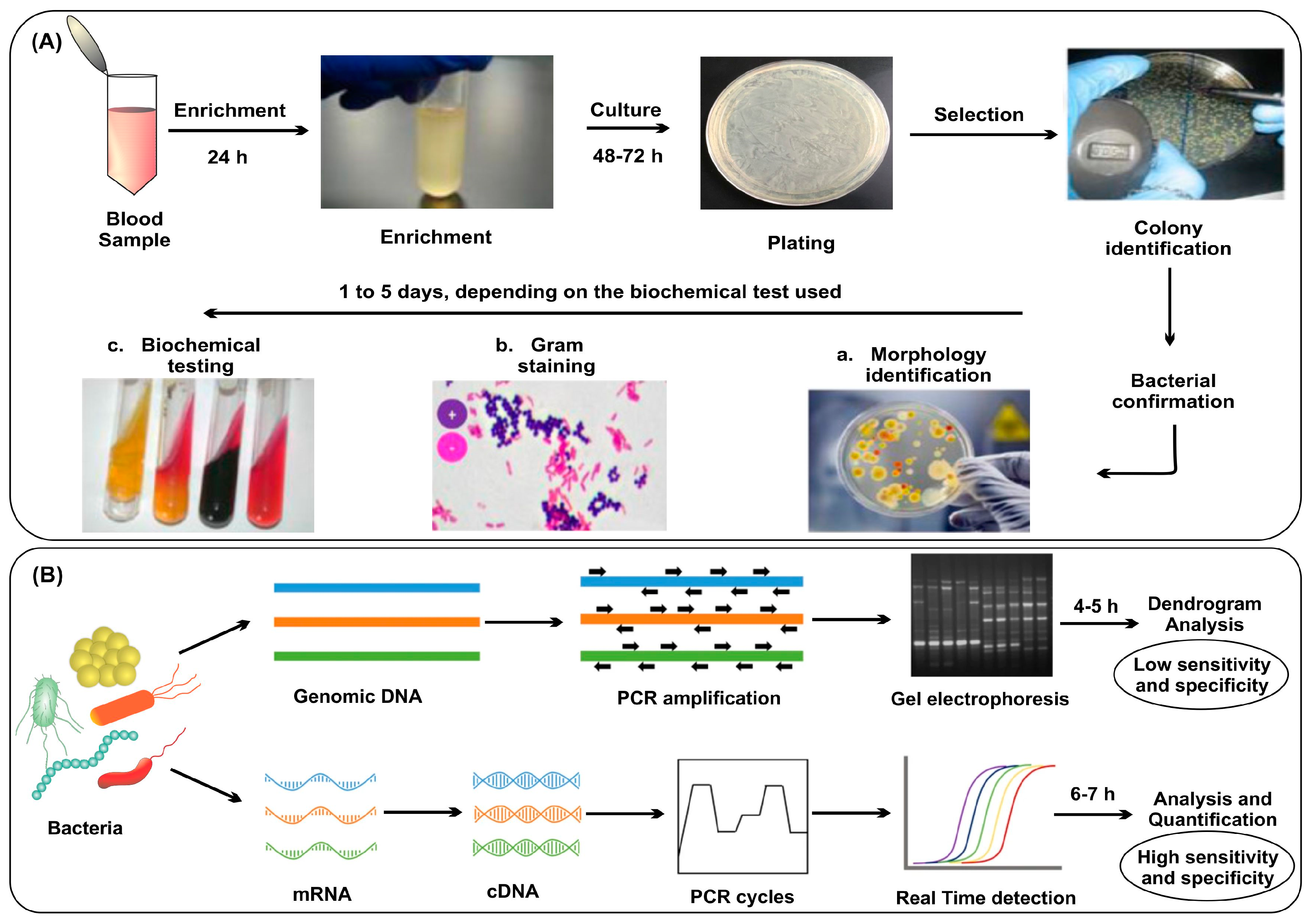 Nanomaterials 13 02529 g002