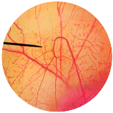 Nanomaterials 13 02931 i002