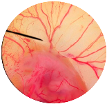 Nanomaterials 13 02931 i004