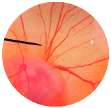 Nanomaterials 13 02931 i006