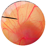 Nanomaterials 13 02931 i007