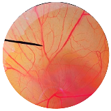 Nanomaterials 13 02931 i008