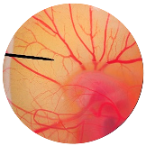 Nanomaterials 13 02931 i009