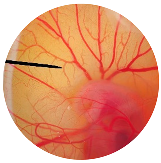 Nanomaterials 13 02931 i010