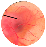 Nanomaterials 13 02931 i011
