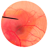 Nanomaterials 13 02931 i012