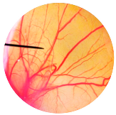 Nanomaterials 13 02931 i013