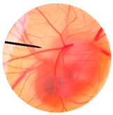 Nanomaterials 13 02931 i015