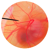 Nanomaterials 13 02931 i016