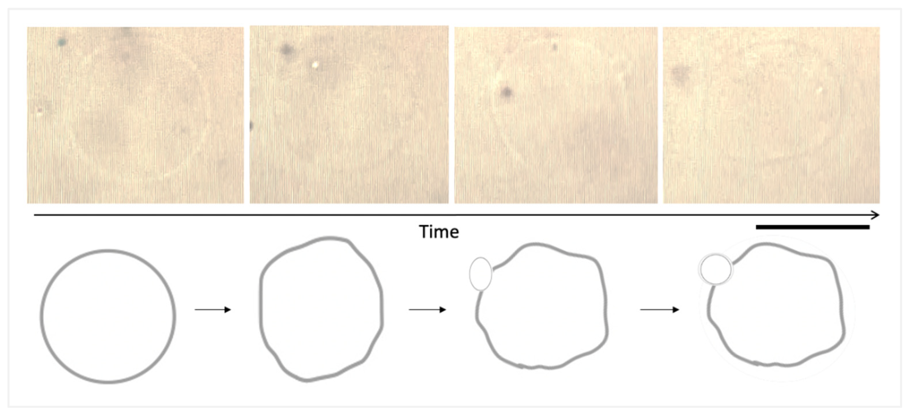 Nanomaterials 13 02990 g007