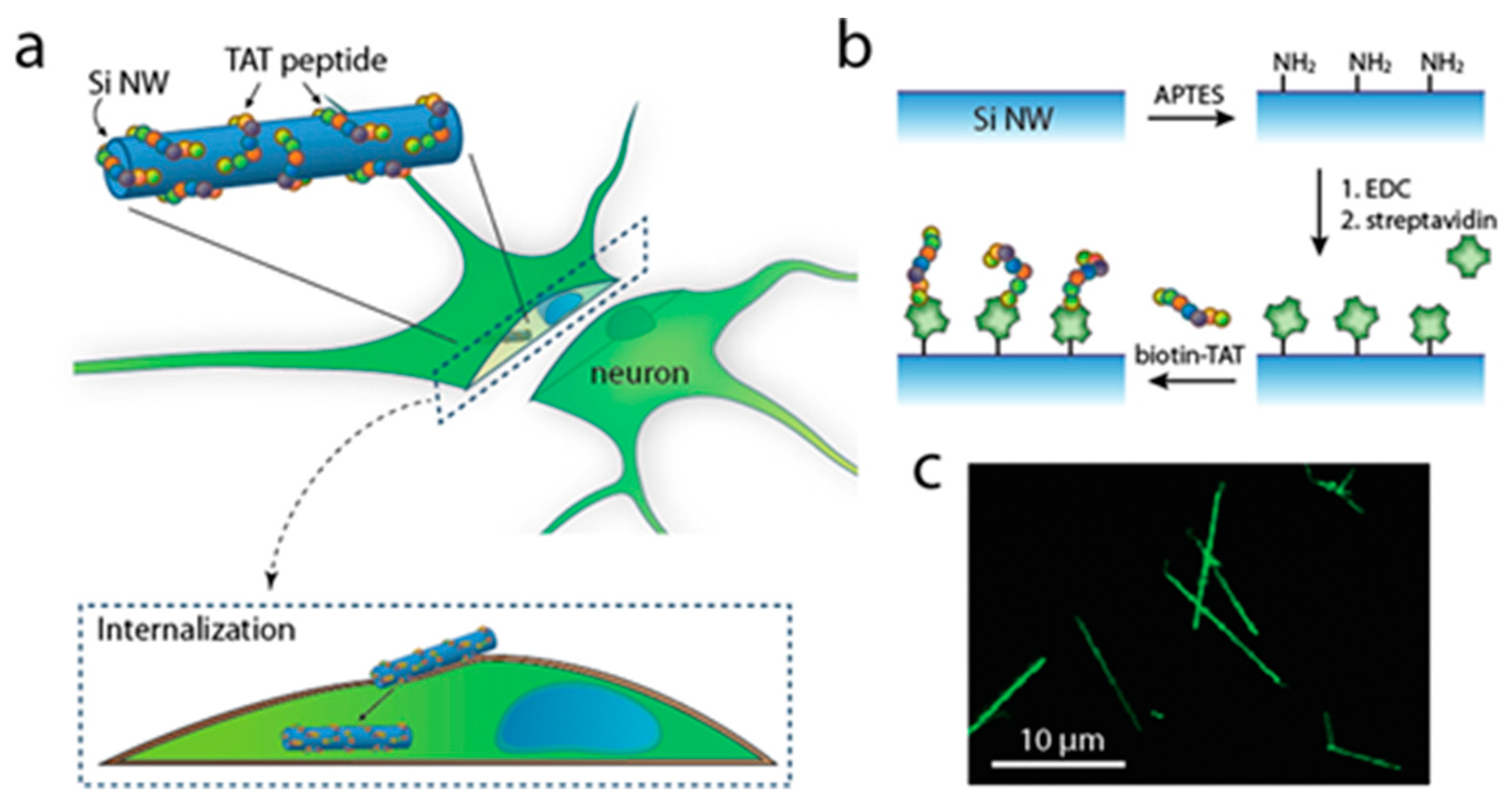 Nanomaterials 13 03004 g002