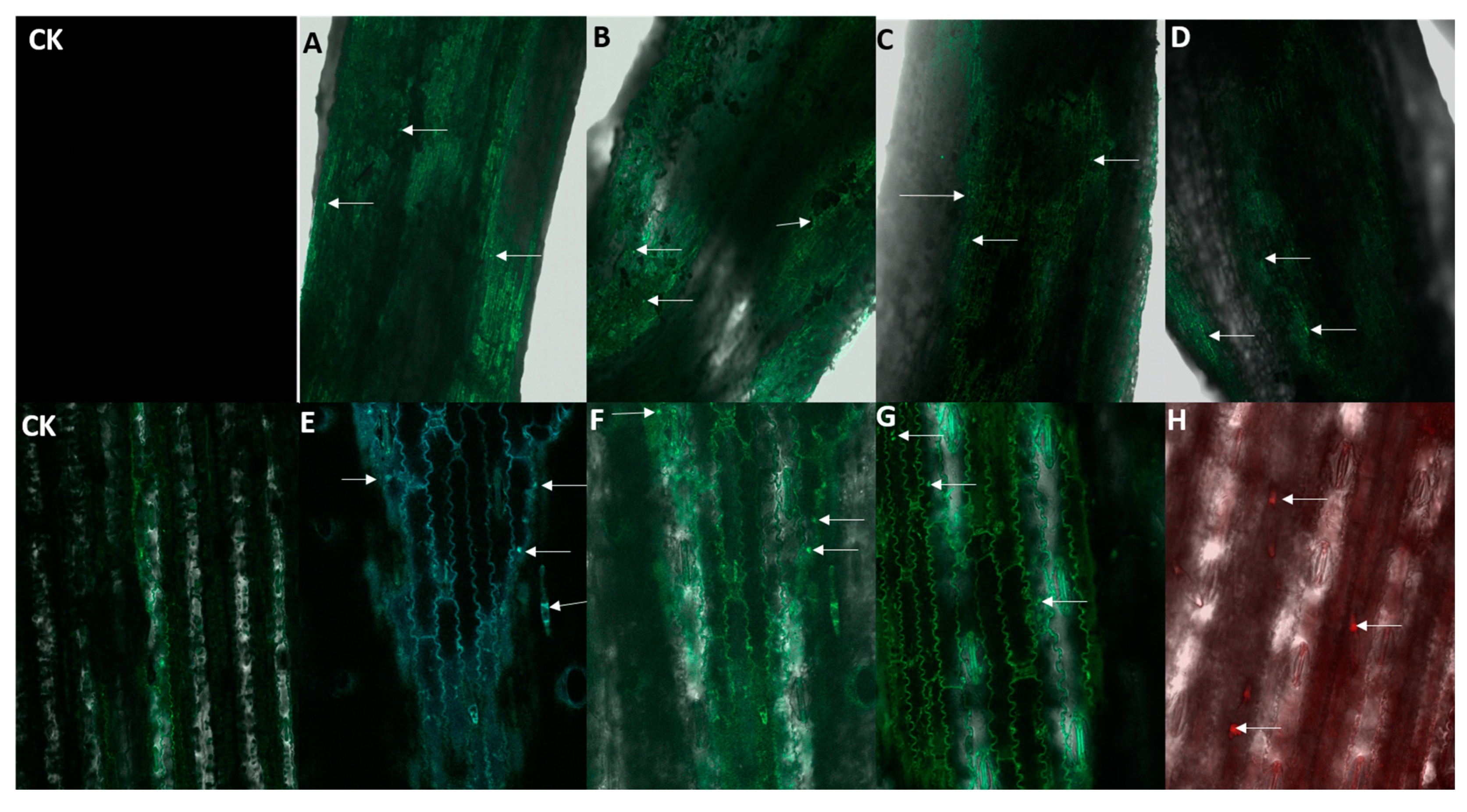 Nanomaterials 13 03036 g006