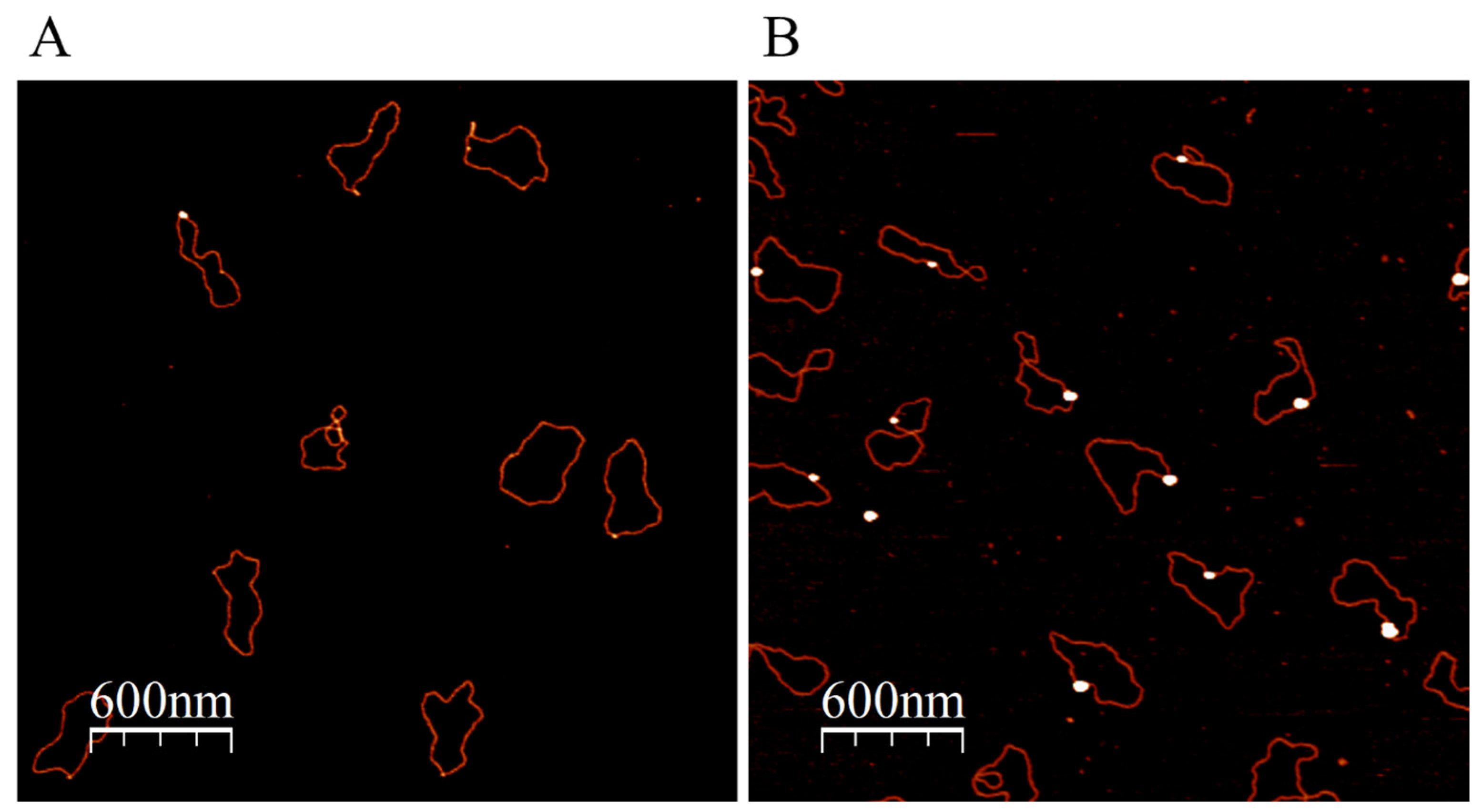 Nanomaterials 13 03080 g004 Nanomaterials 13 03080 g004