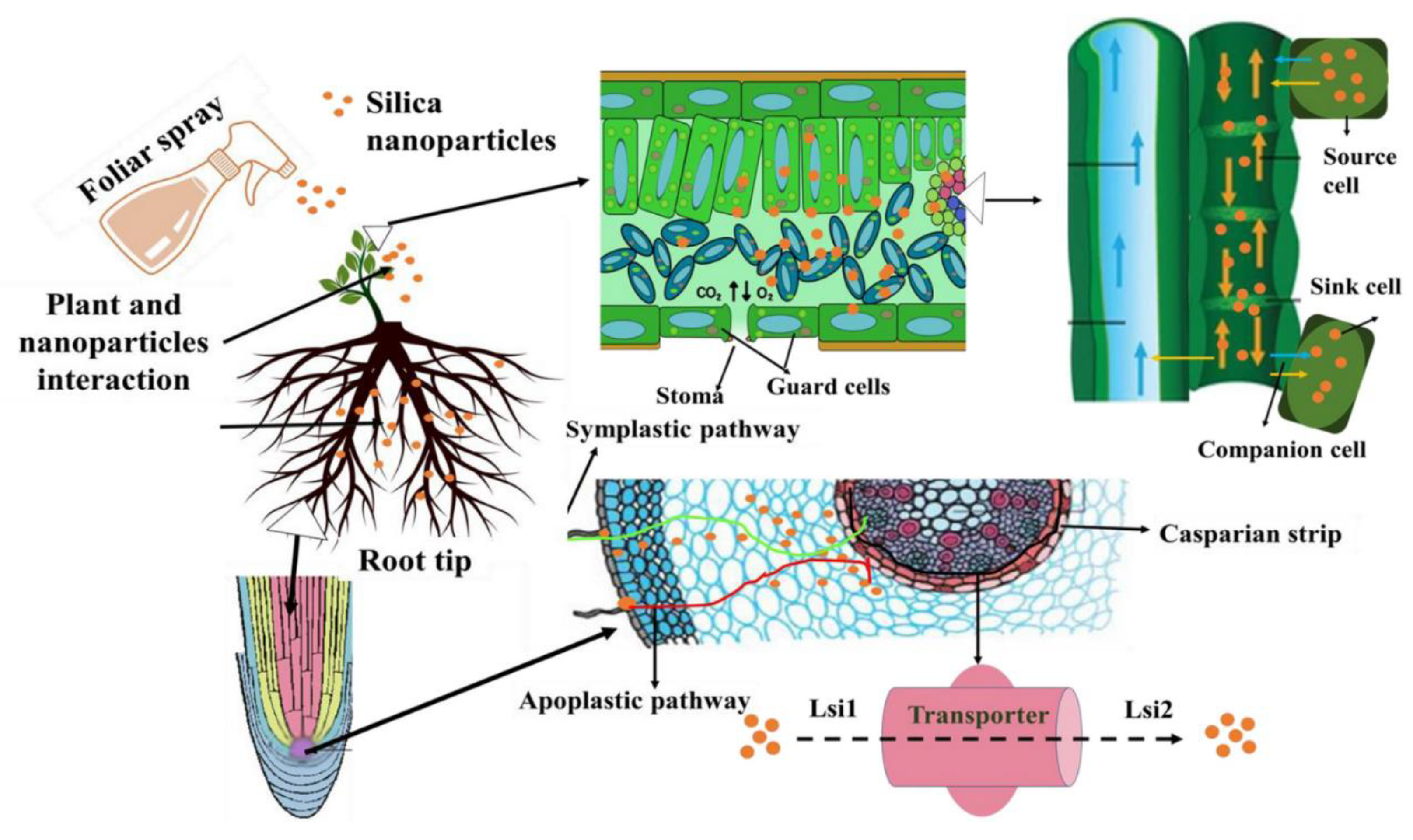 Nanomaterials 14 00090 g004