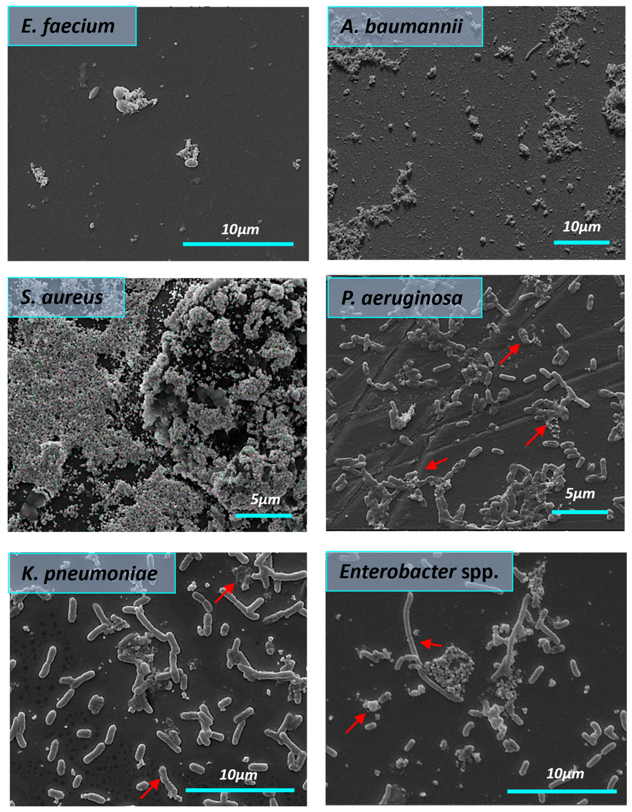 Nanomaterials 14 00137 g008