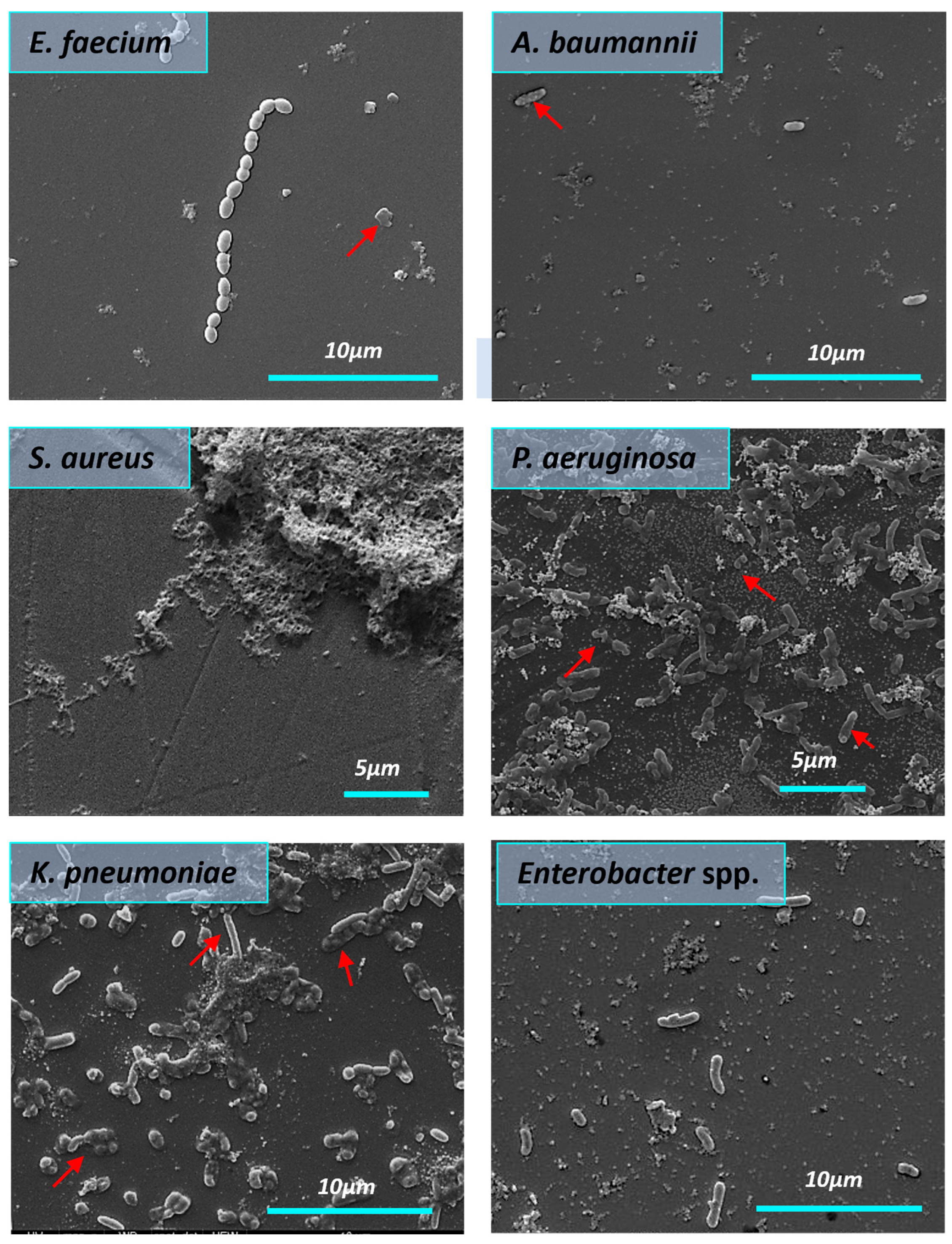 Nanomaterials 14 00137 g009