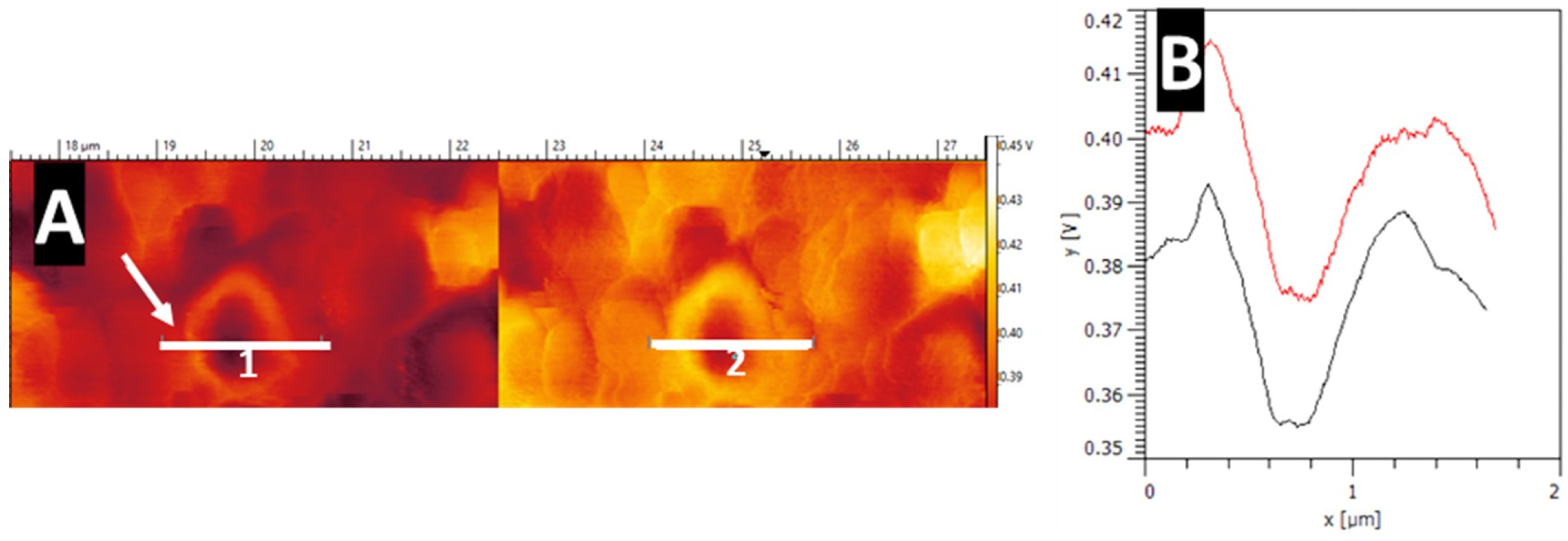 Nanomaterials 14 00253 g013