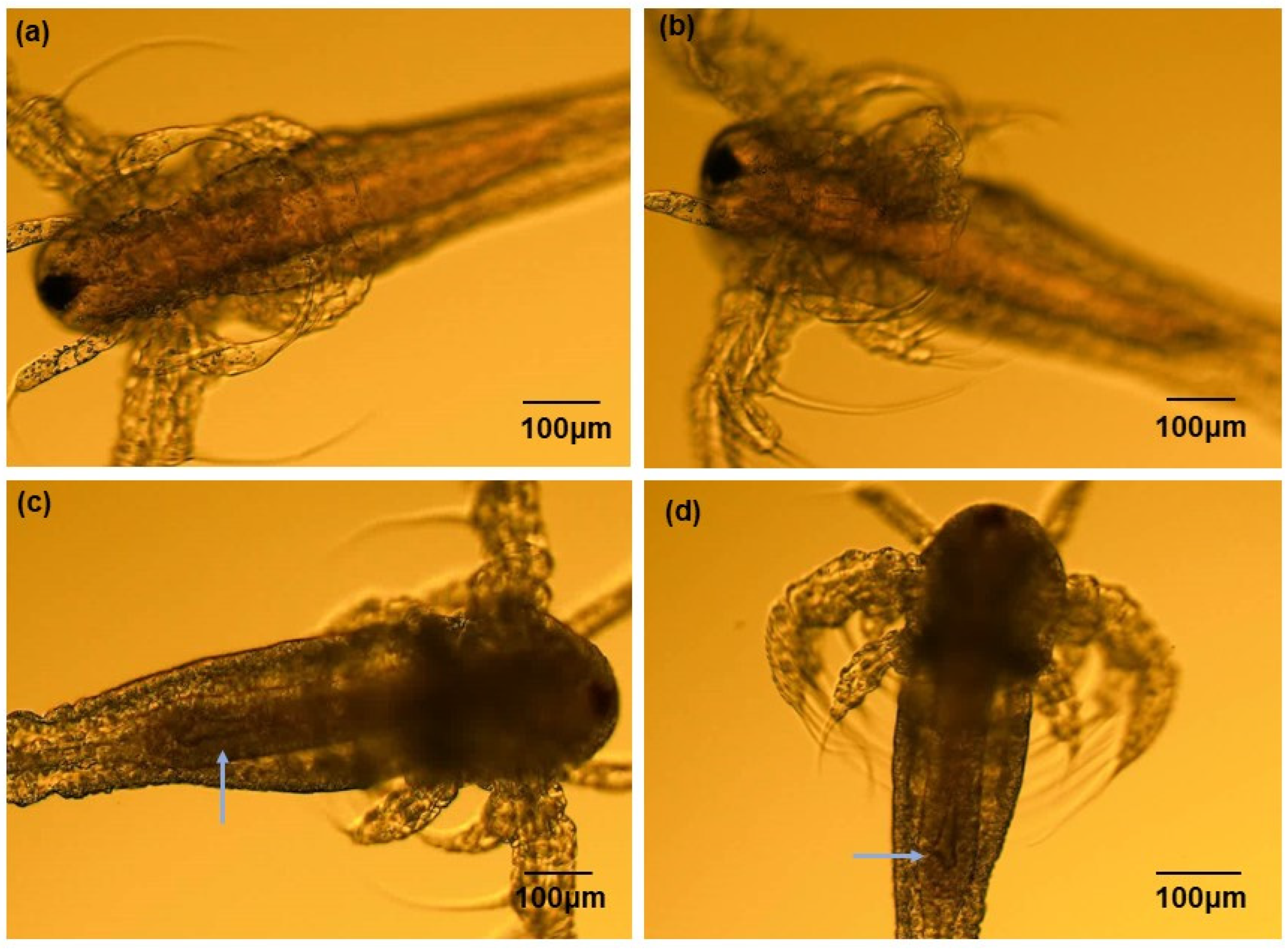 Nanomaterials 14 00255 g004 Nanomaterials 14 00255 g004