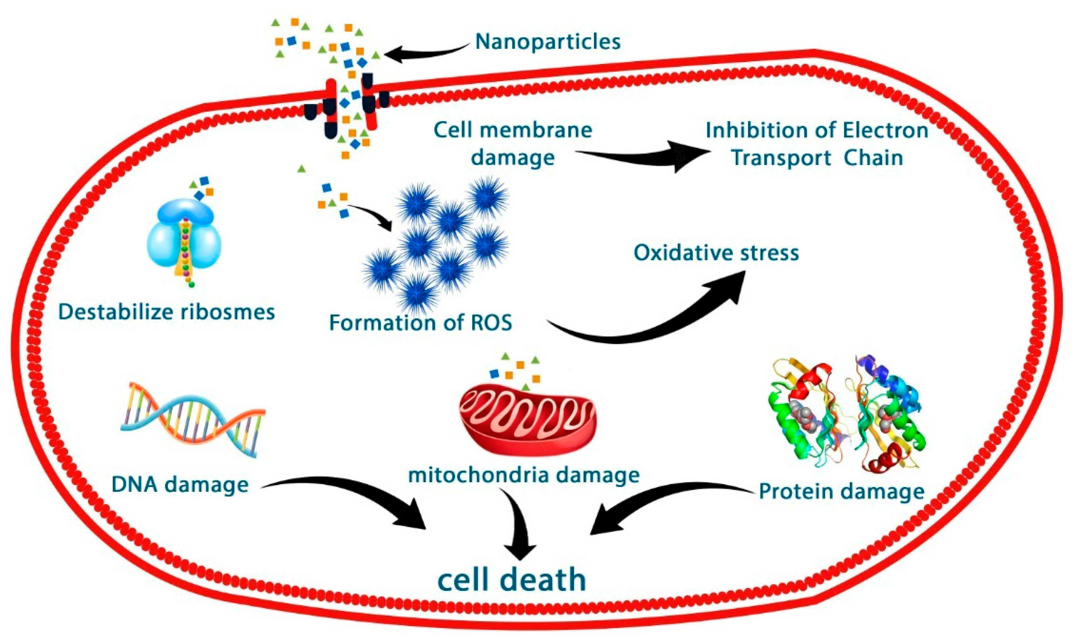 Nanomaterials 14 00289 g011
