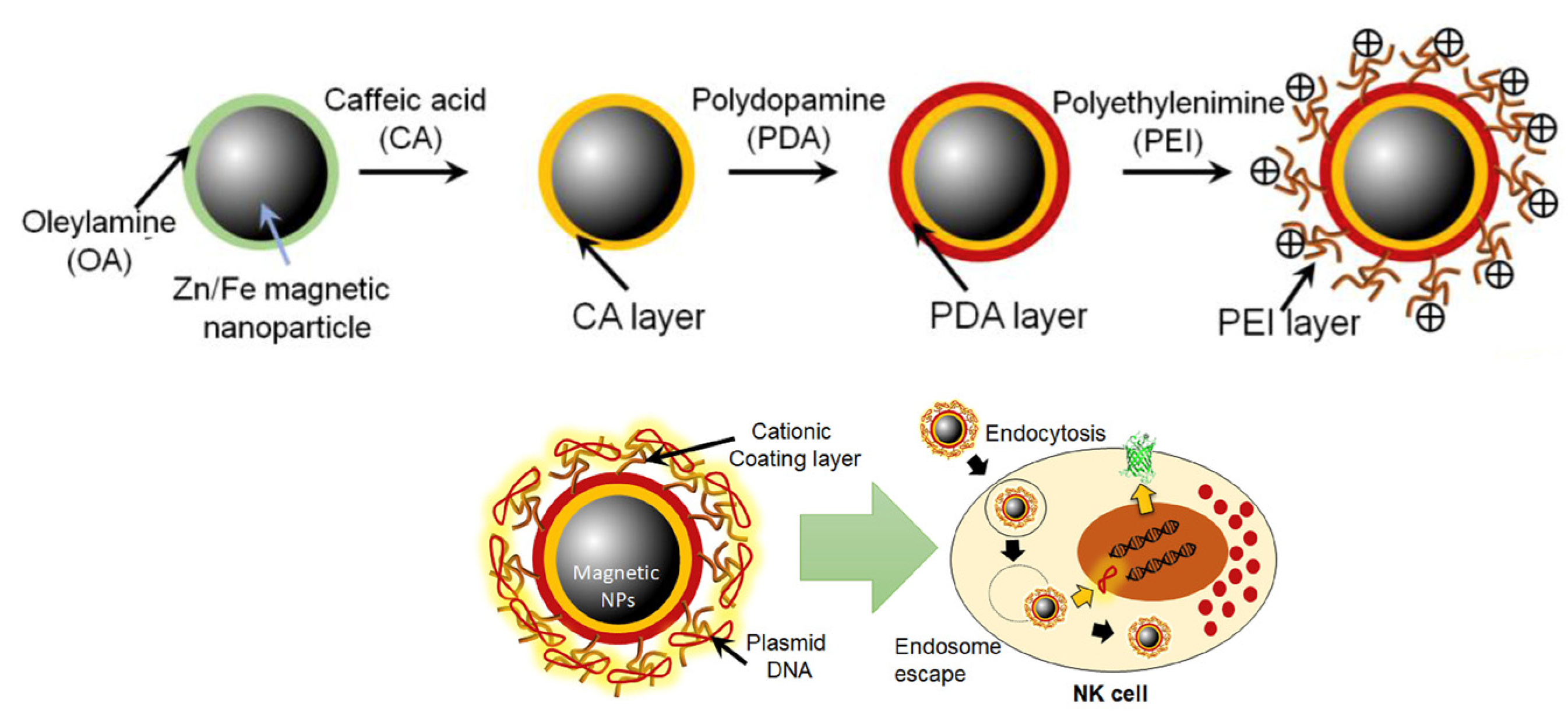 Nanomaterials 14 00303 g006